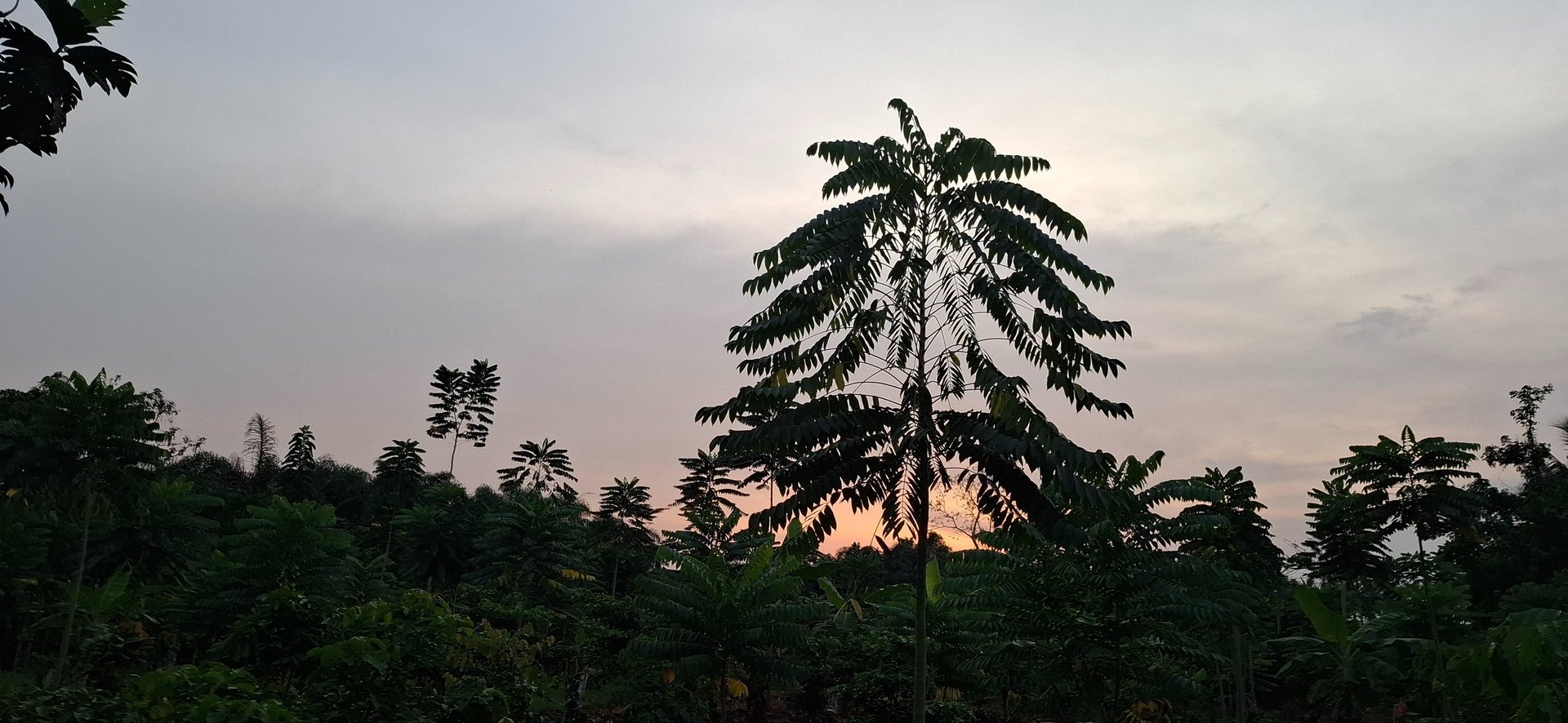 brown deer standing near tree