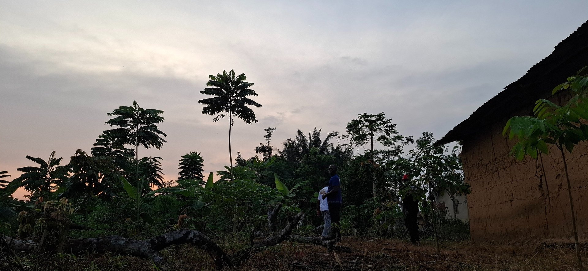 aerial photo of forest