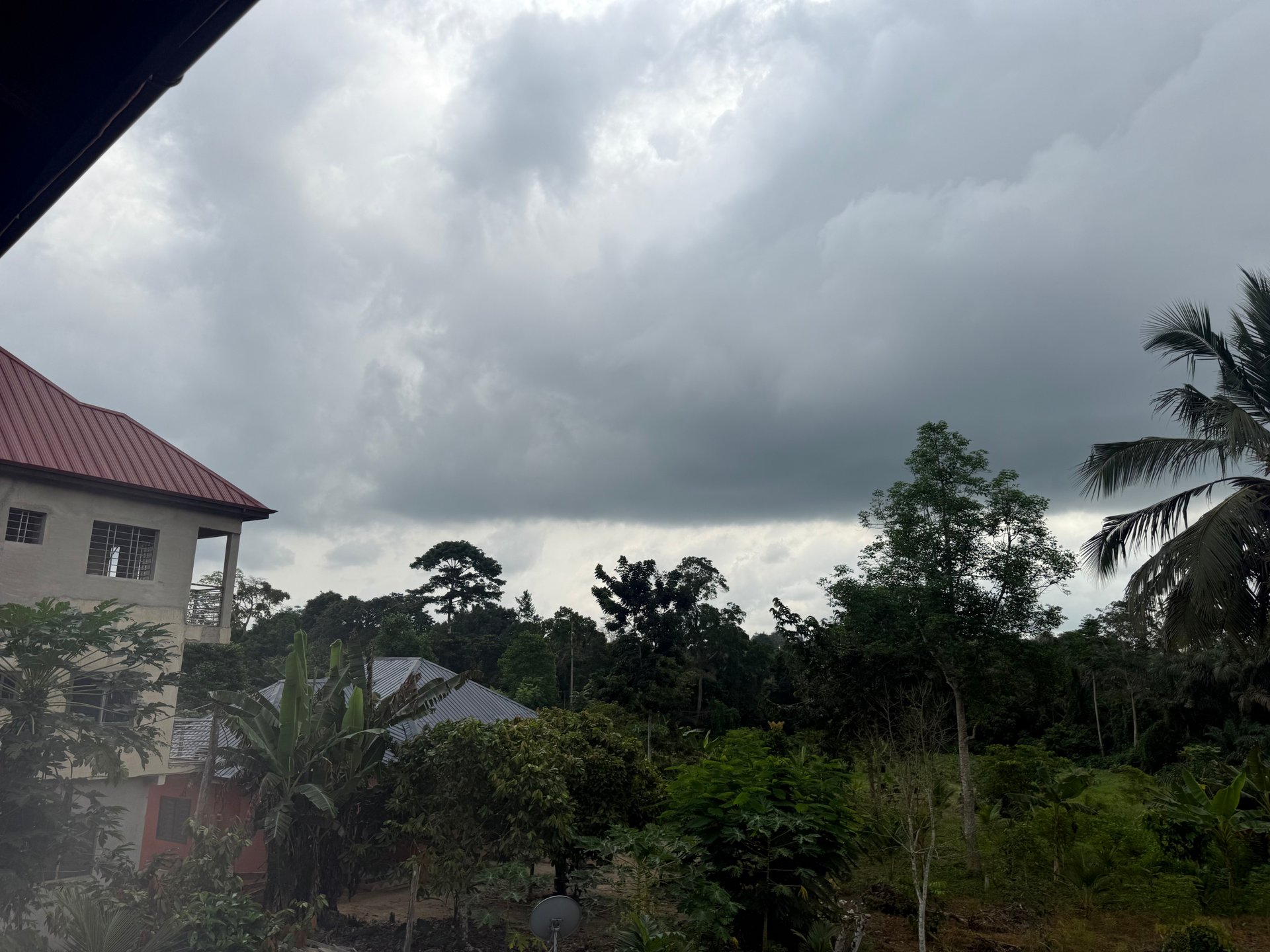 three elephants walking on grass field during day