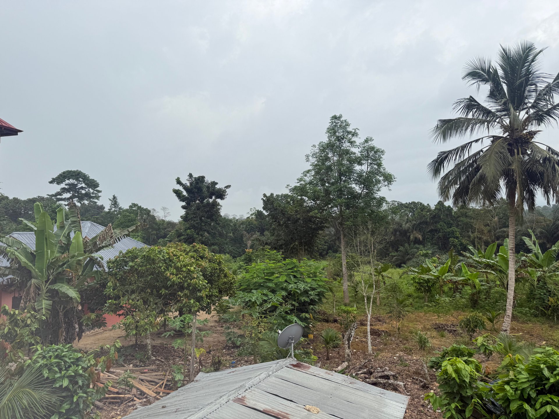 three elephants walking on grass field during day