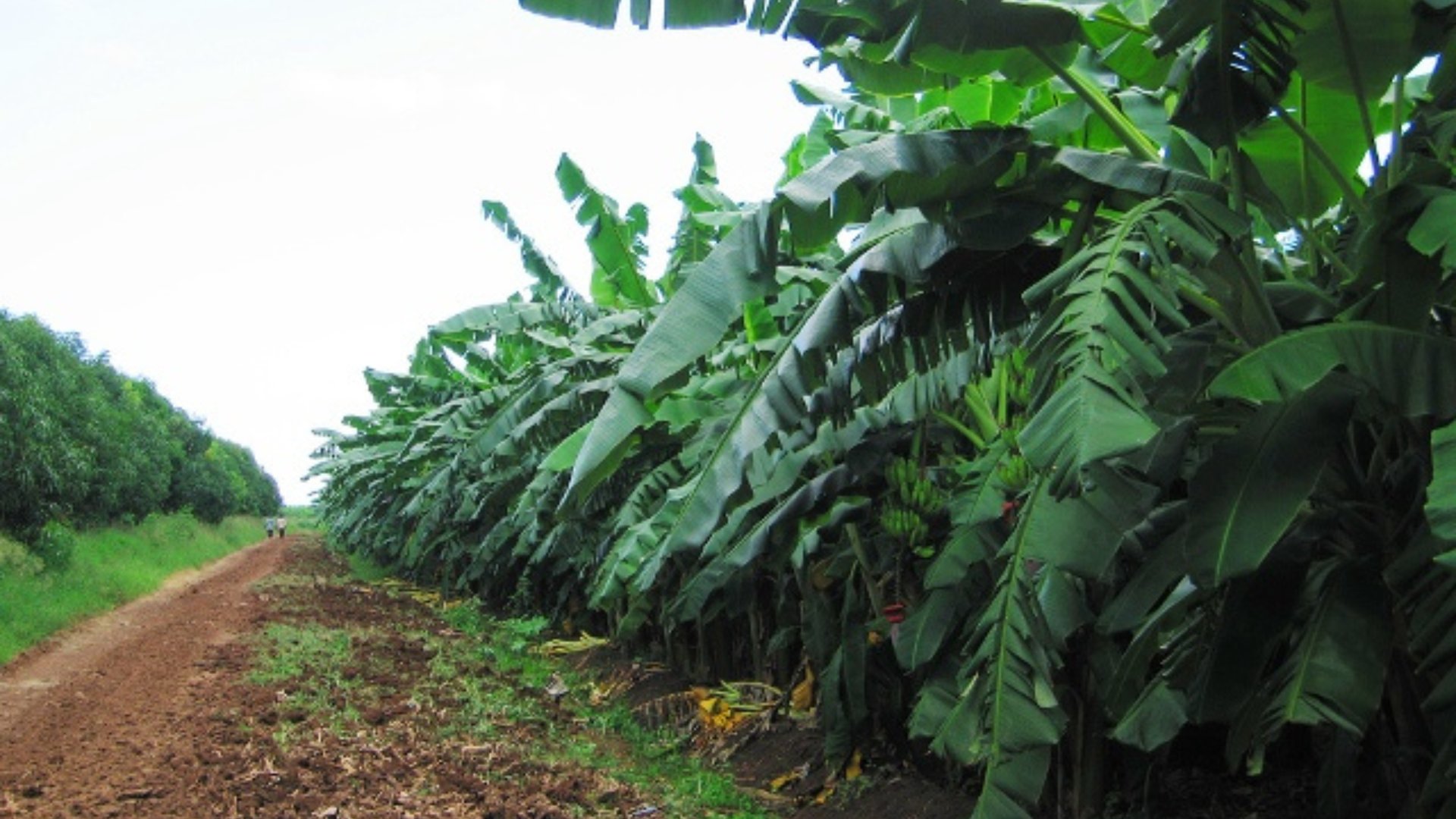 gray computer monitor