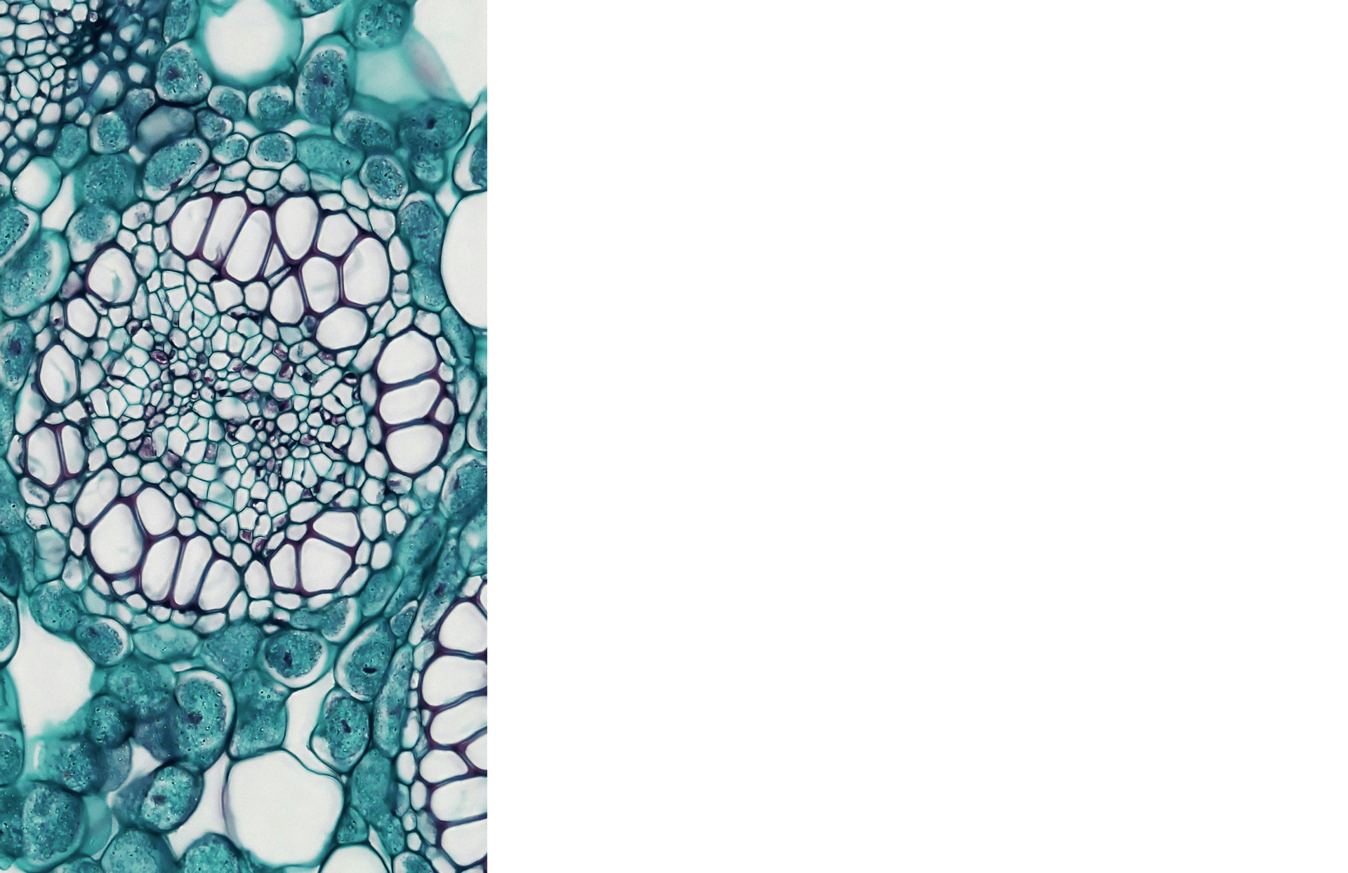 a close up view of a plant cell