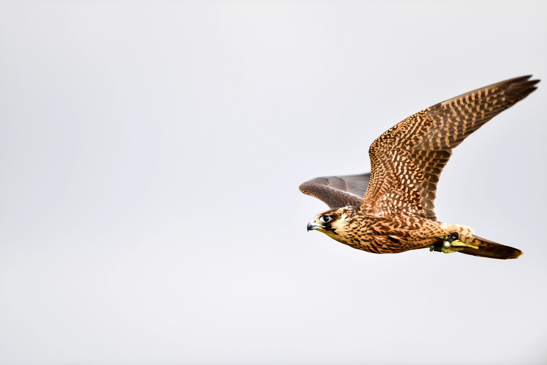 a large bird flying through a gray sky