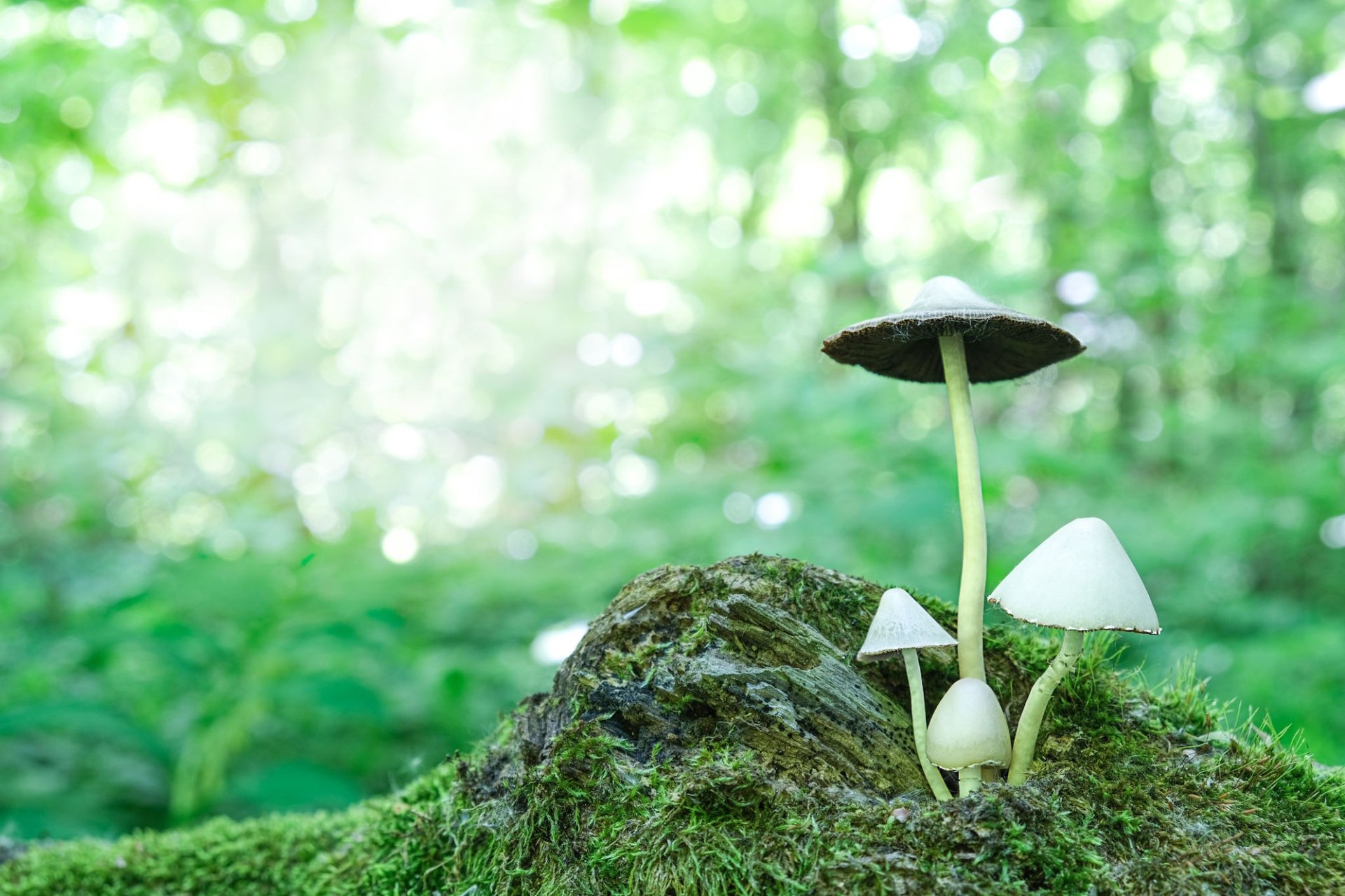 brown mushroom on green moss