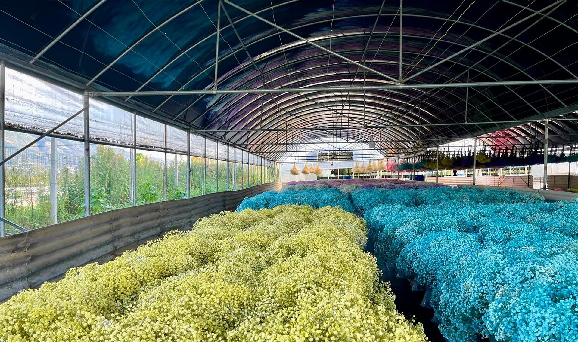 preserved flower factory