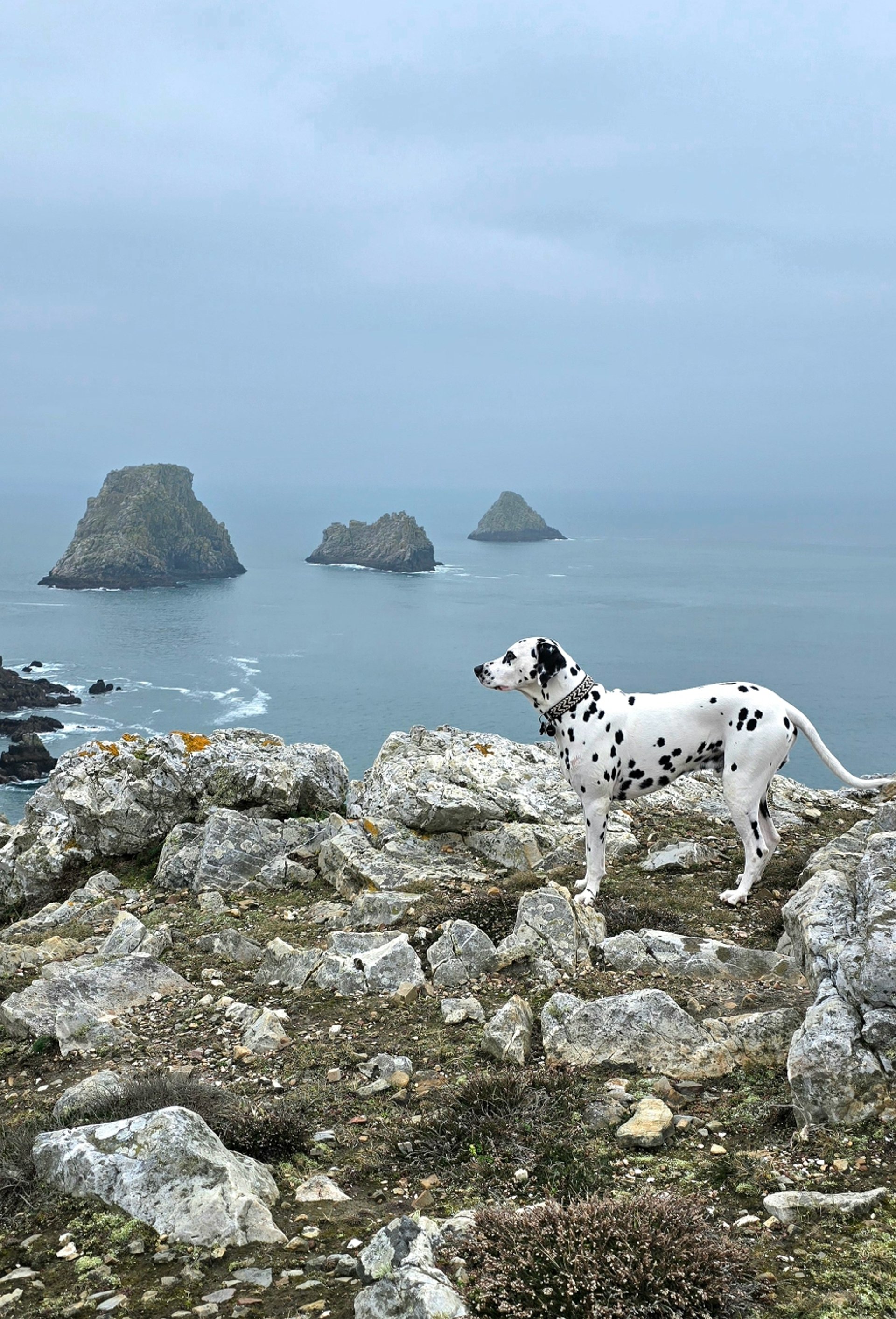 white and gray dog