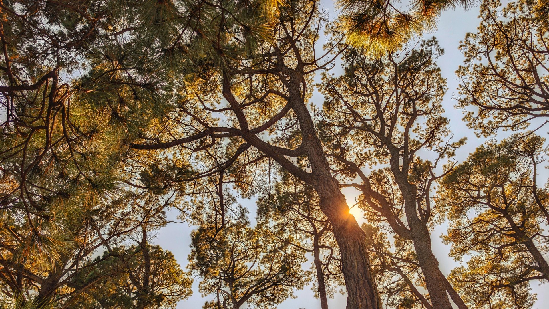 worms eye view of forest during day time