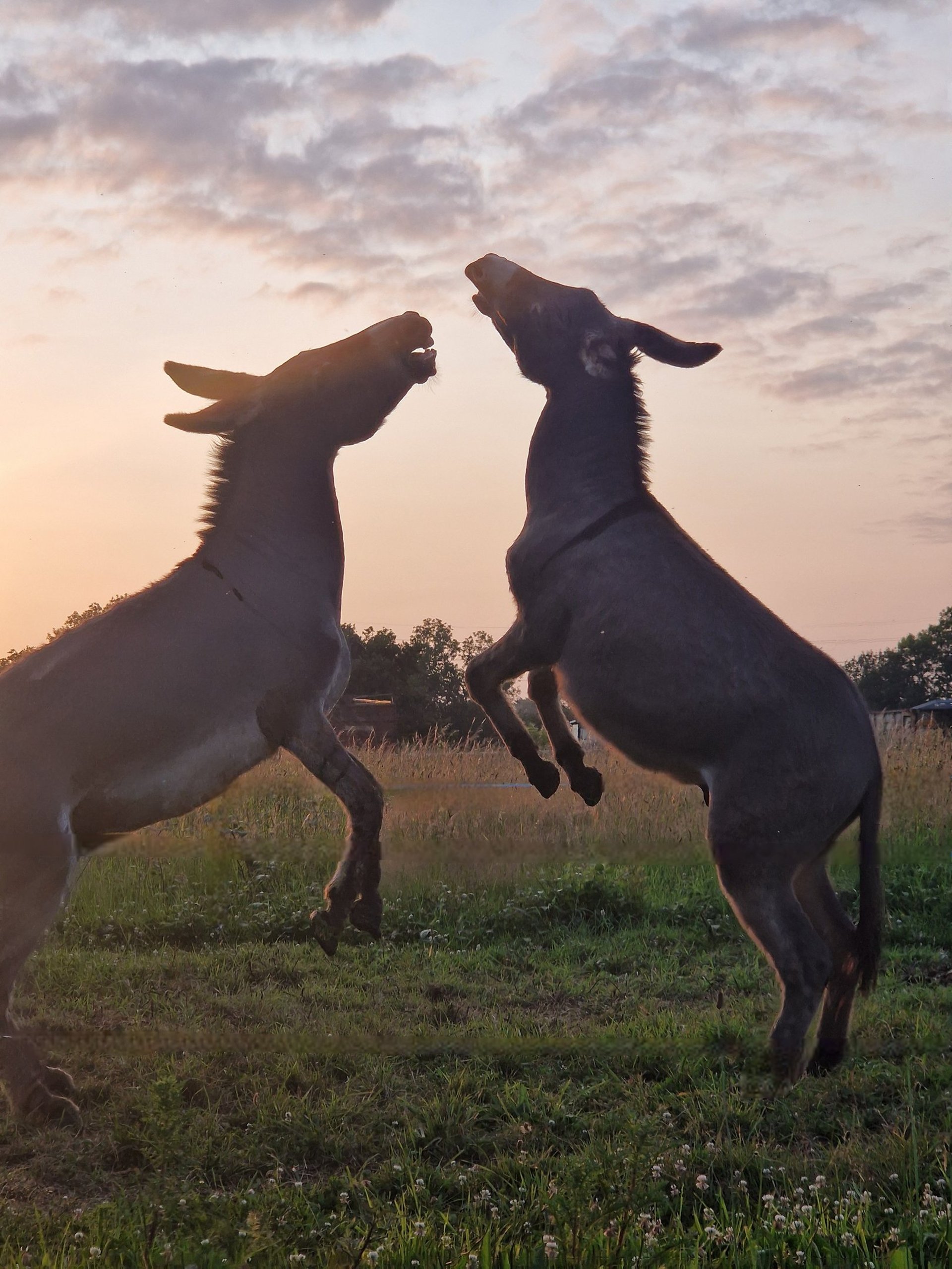 three brown and black horses running in open green field at daytime