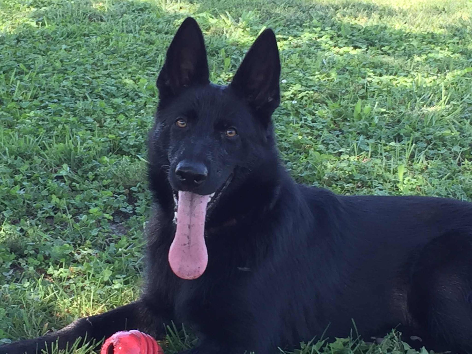 gray computer monitor