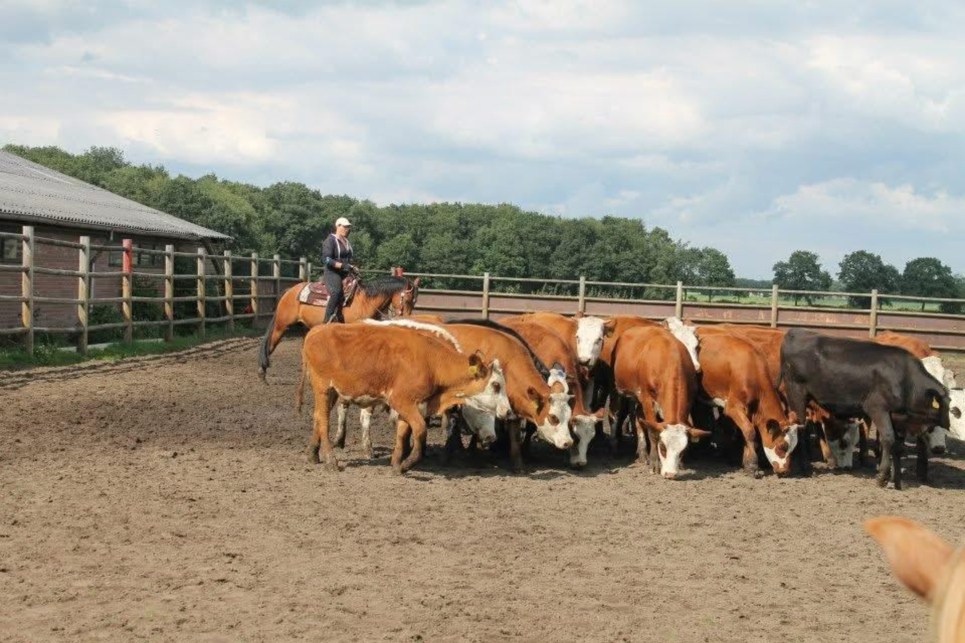 black blue and yellow textile