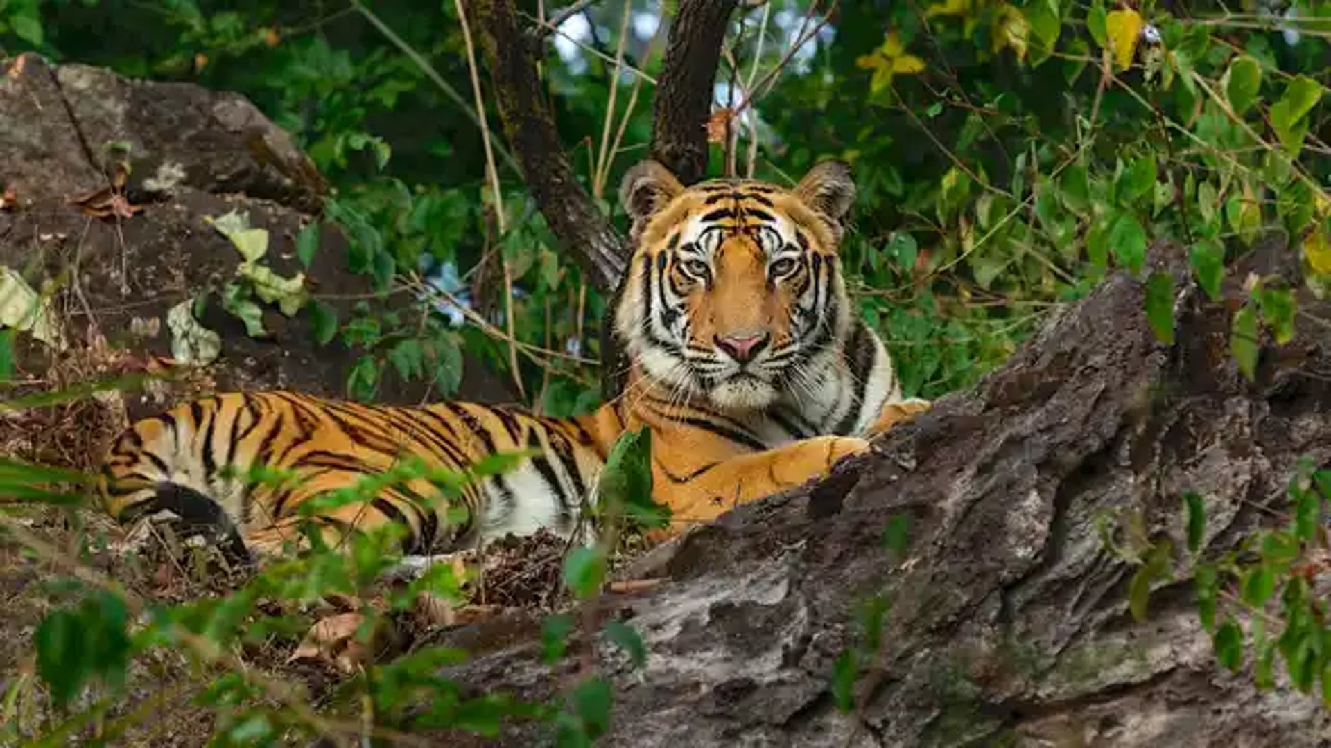 black and brown leather padded tub sofa