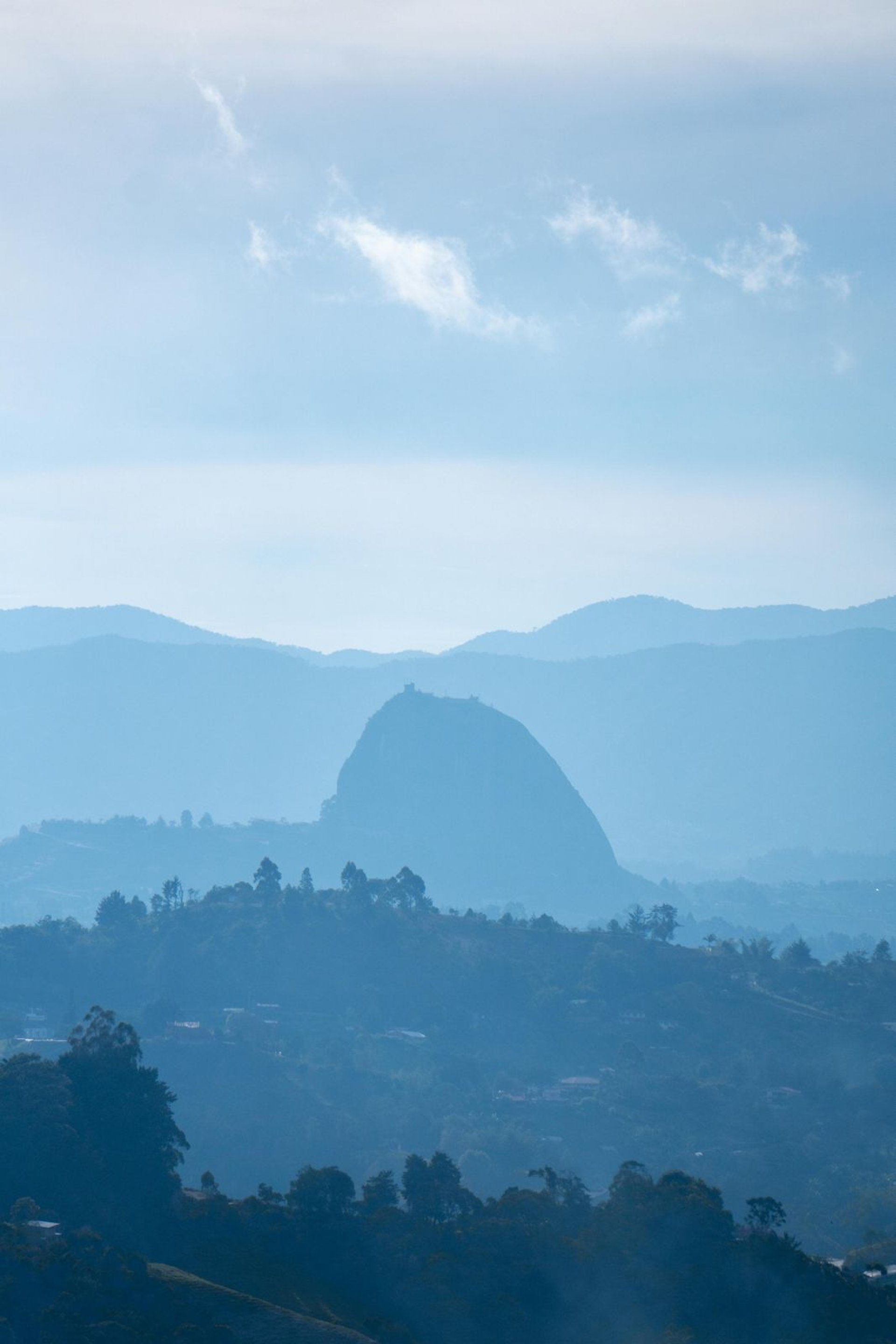 yellow and blue parrot perched on wood