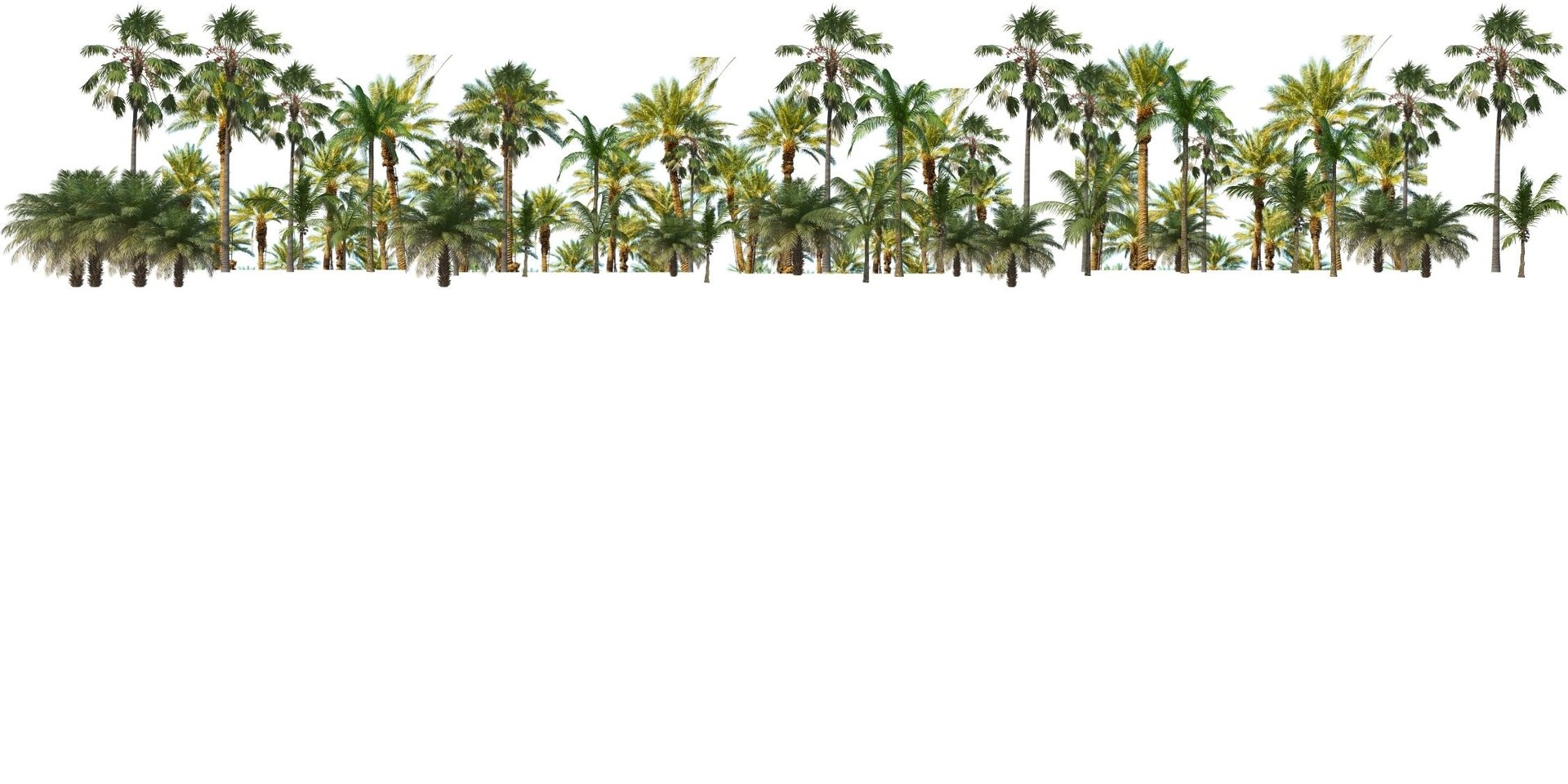 palm trees line the edge of a swimming pool