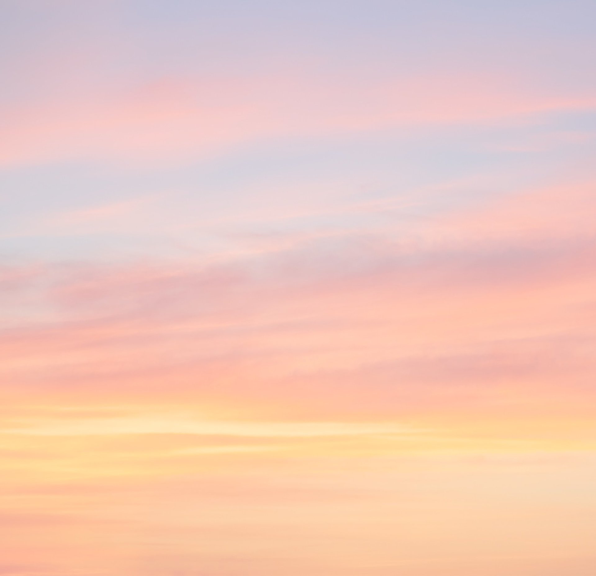 pink and white flowers under white sky during daytime