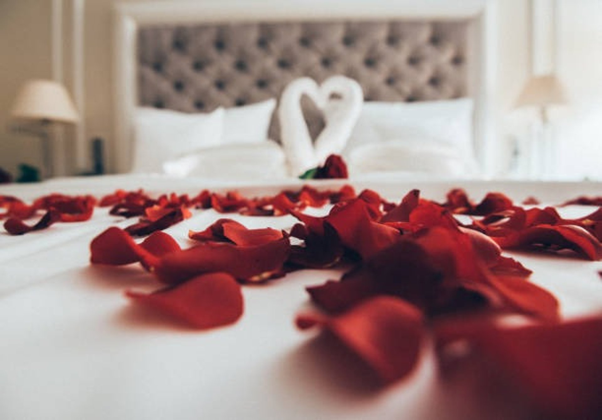 woman lying on white bed holding red rose
