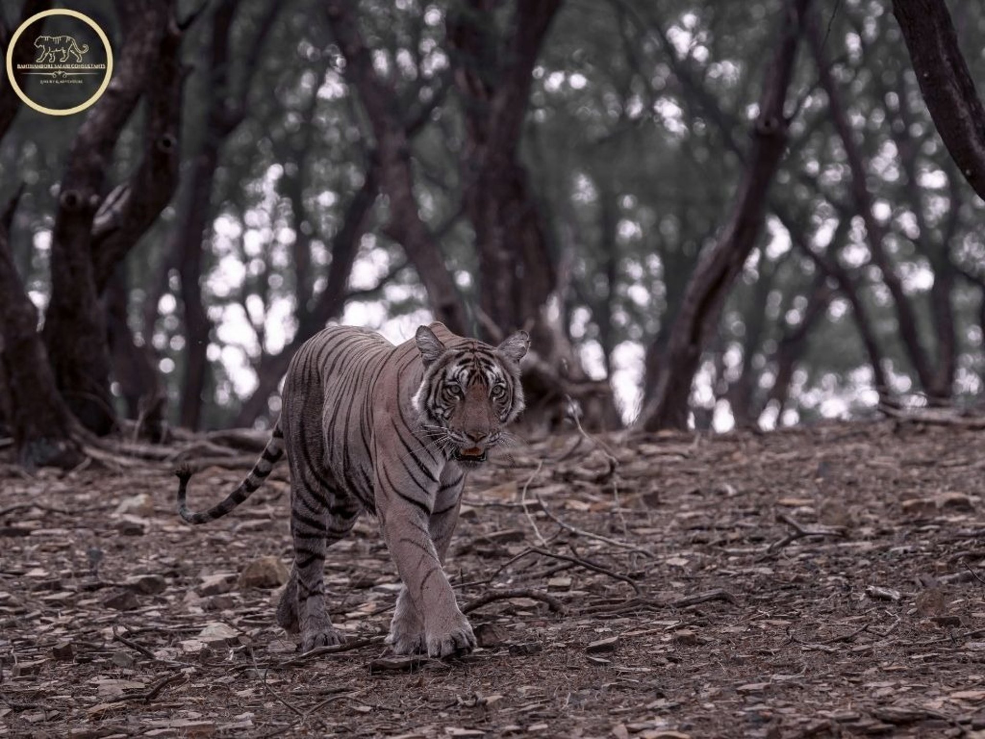 machli tigress in ranthambore national park