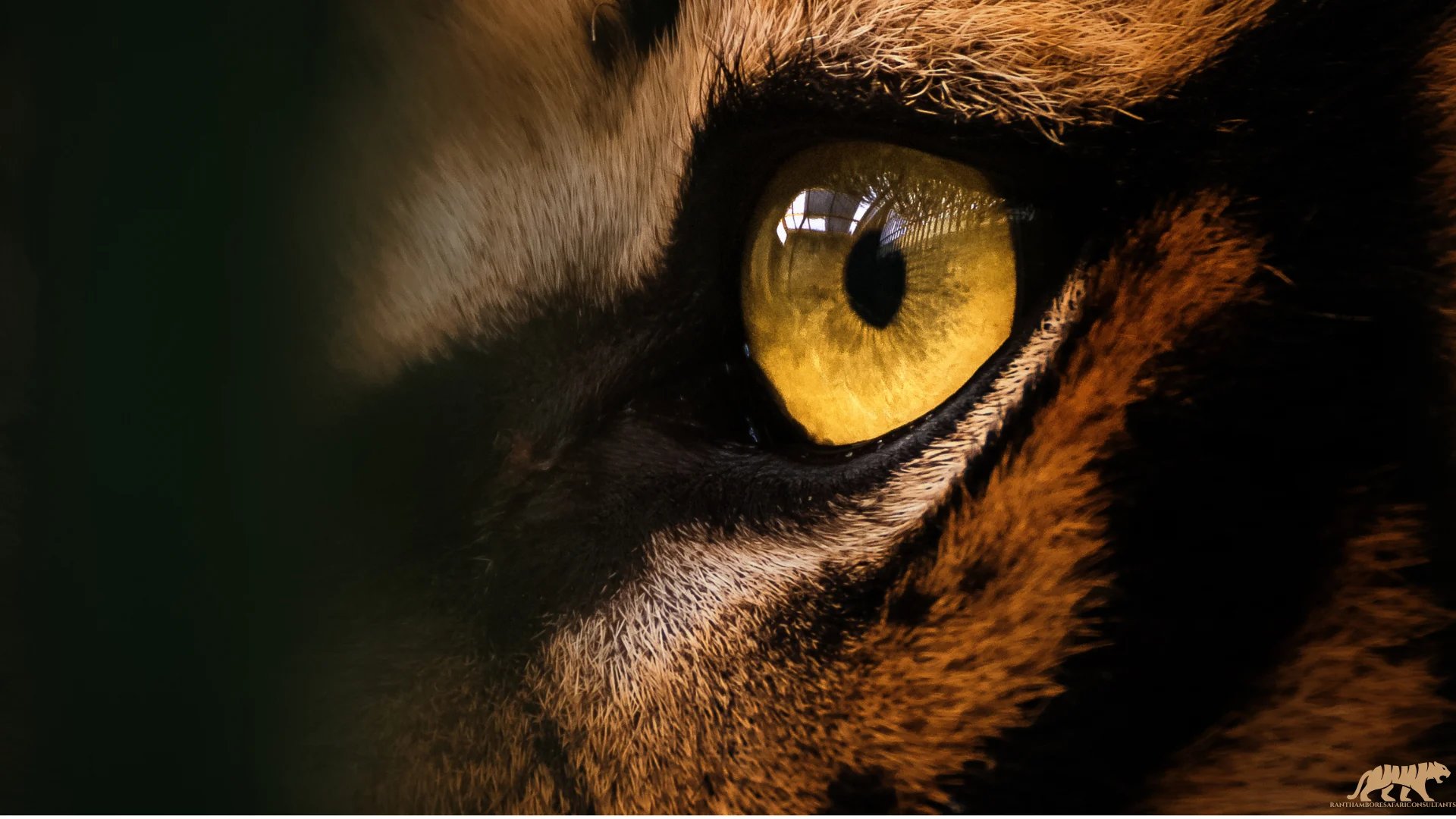 ranthambore national park