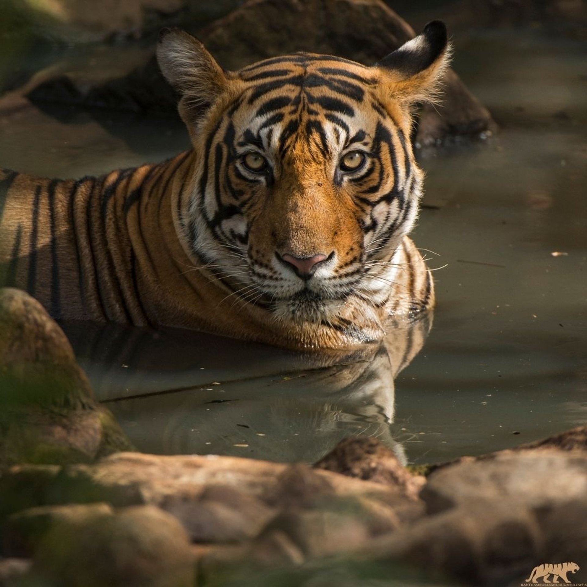 ranthambore jeep safari