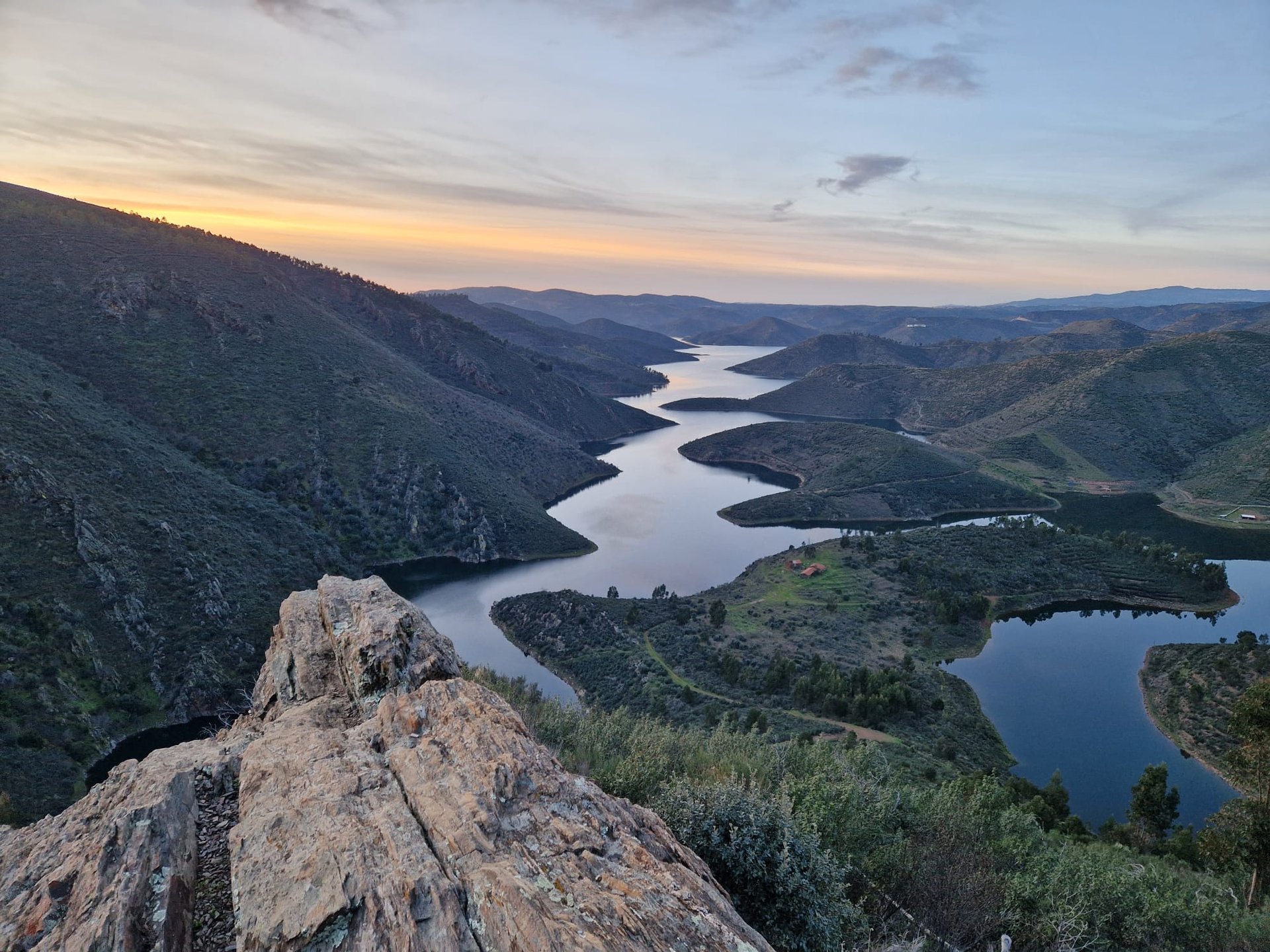 aerial photo of pine trees
