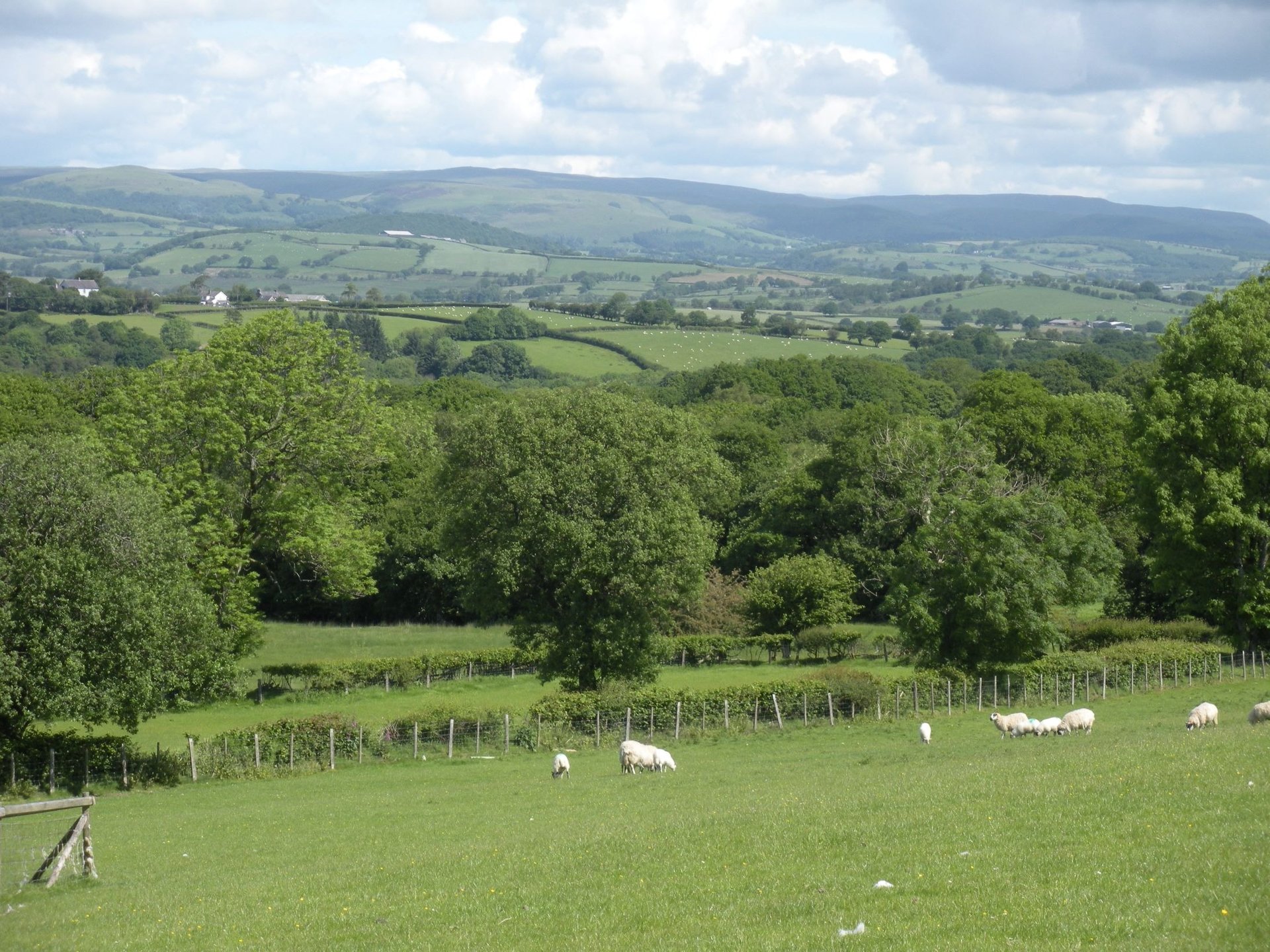 green grass field during daytime