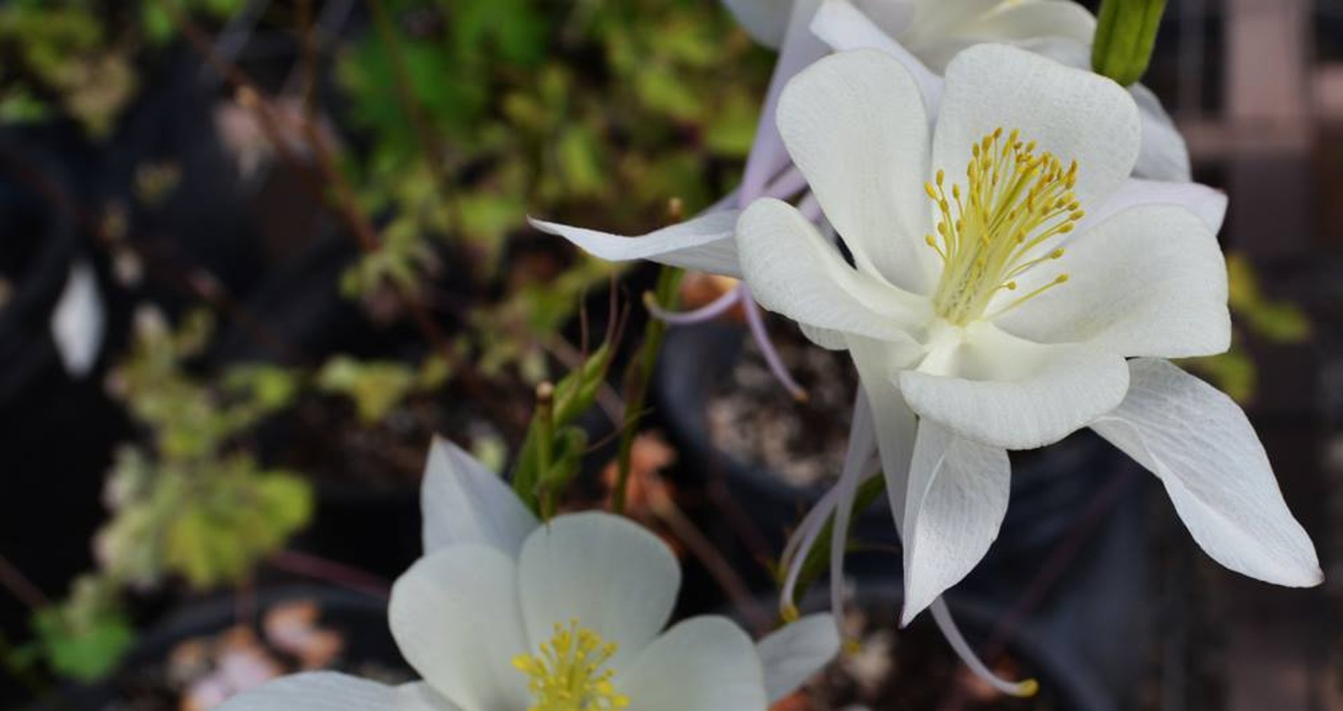 black and white bed linen