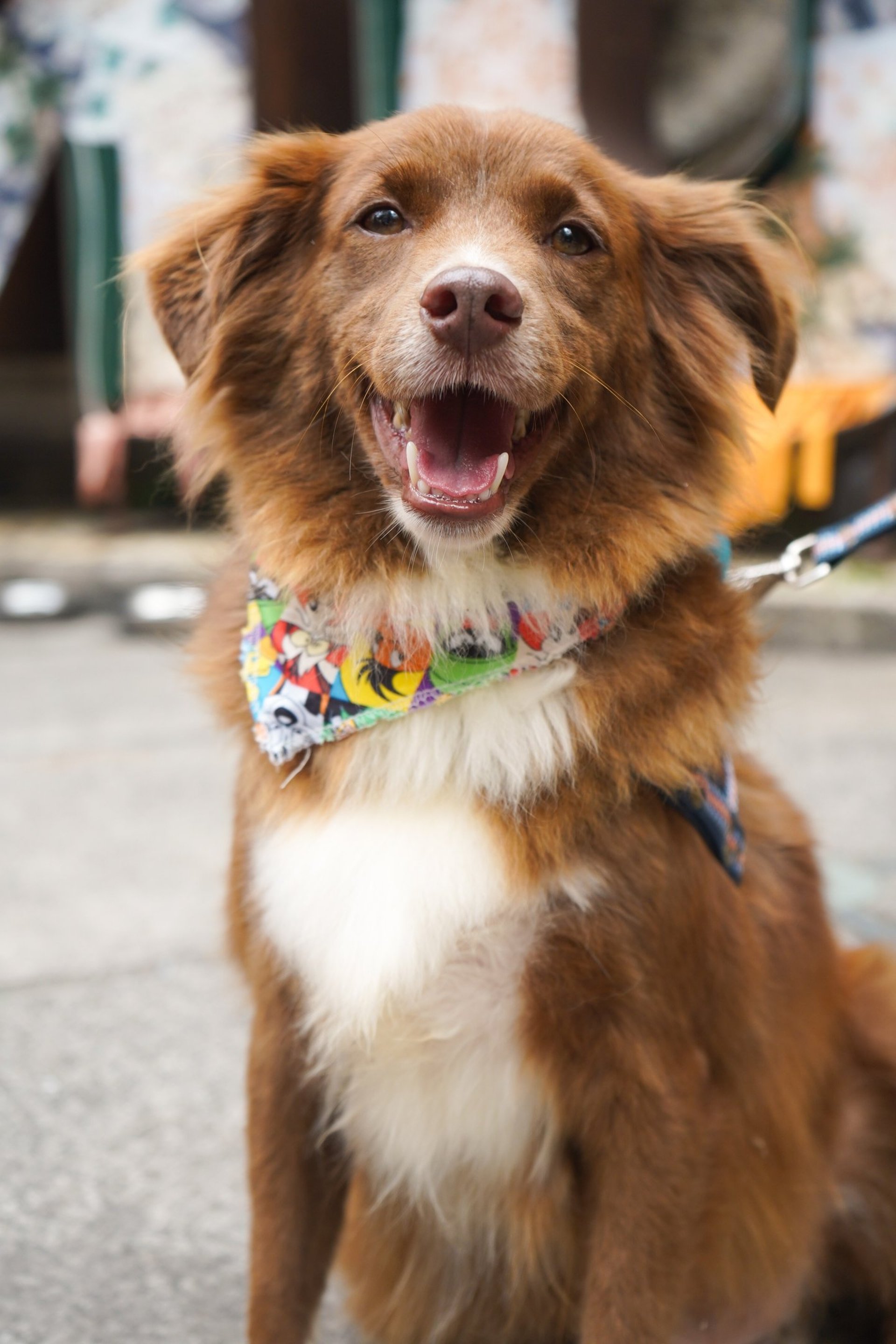 black and brown leather padded tub sofa