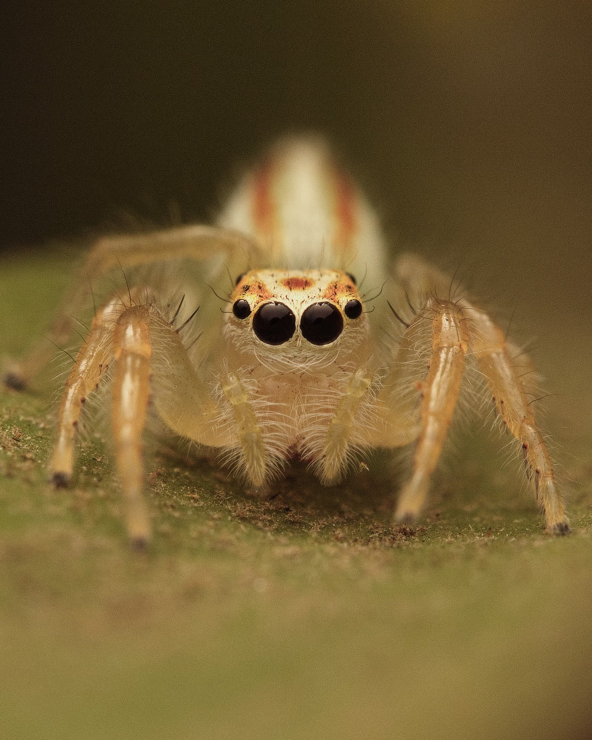 Lynx spider portrait.