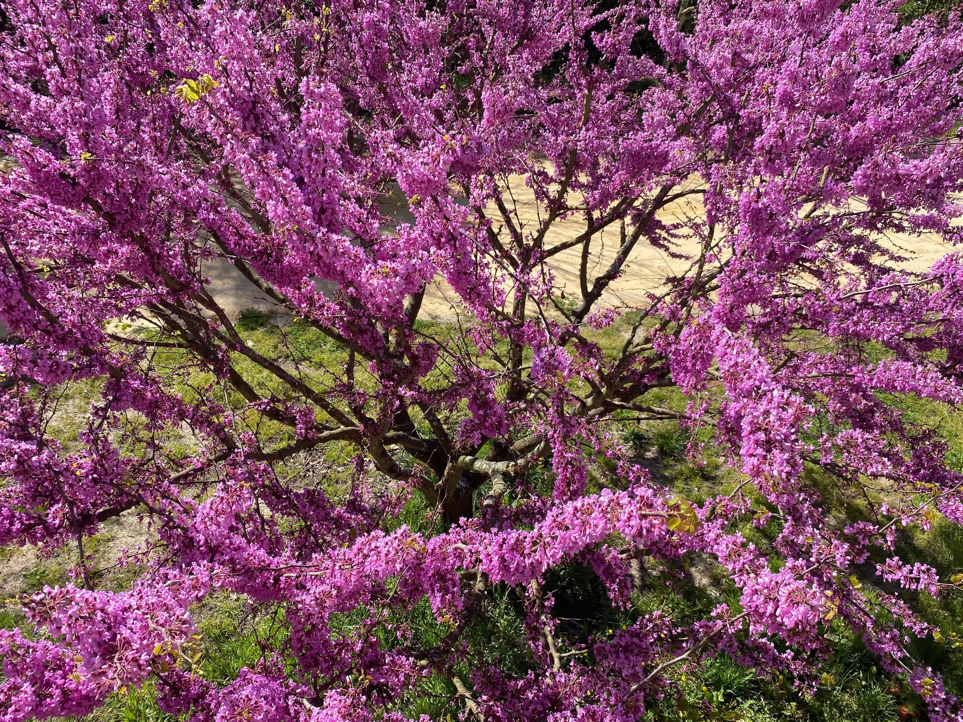 woman wearing yellow long-sleeved dress under white clouds and blue sky during daytime