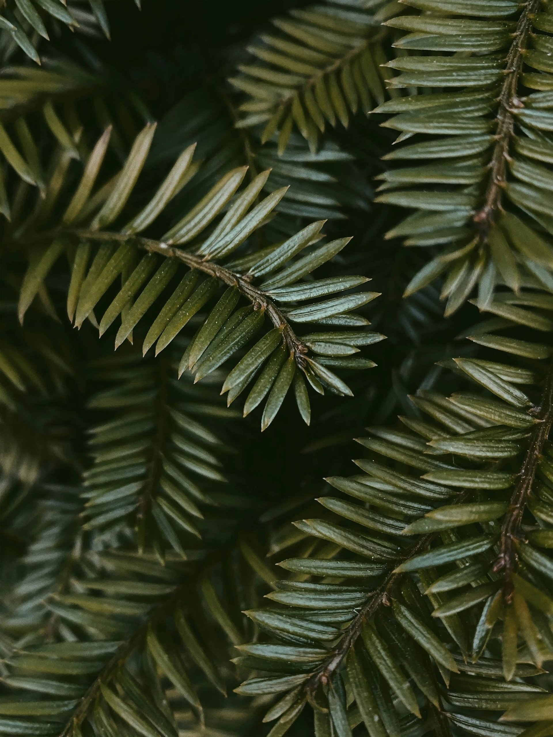 Close-up of green leaves, symbolizing 3-minute breathing space MBCT mindfulness practice.