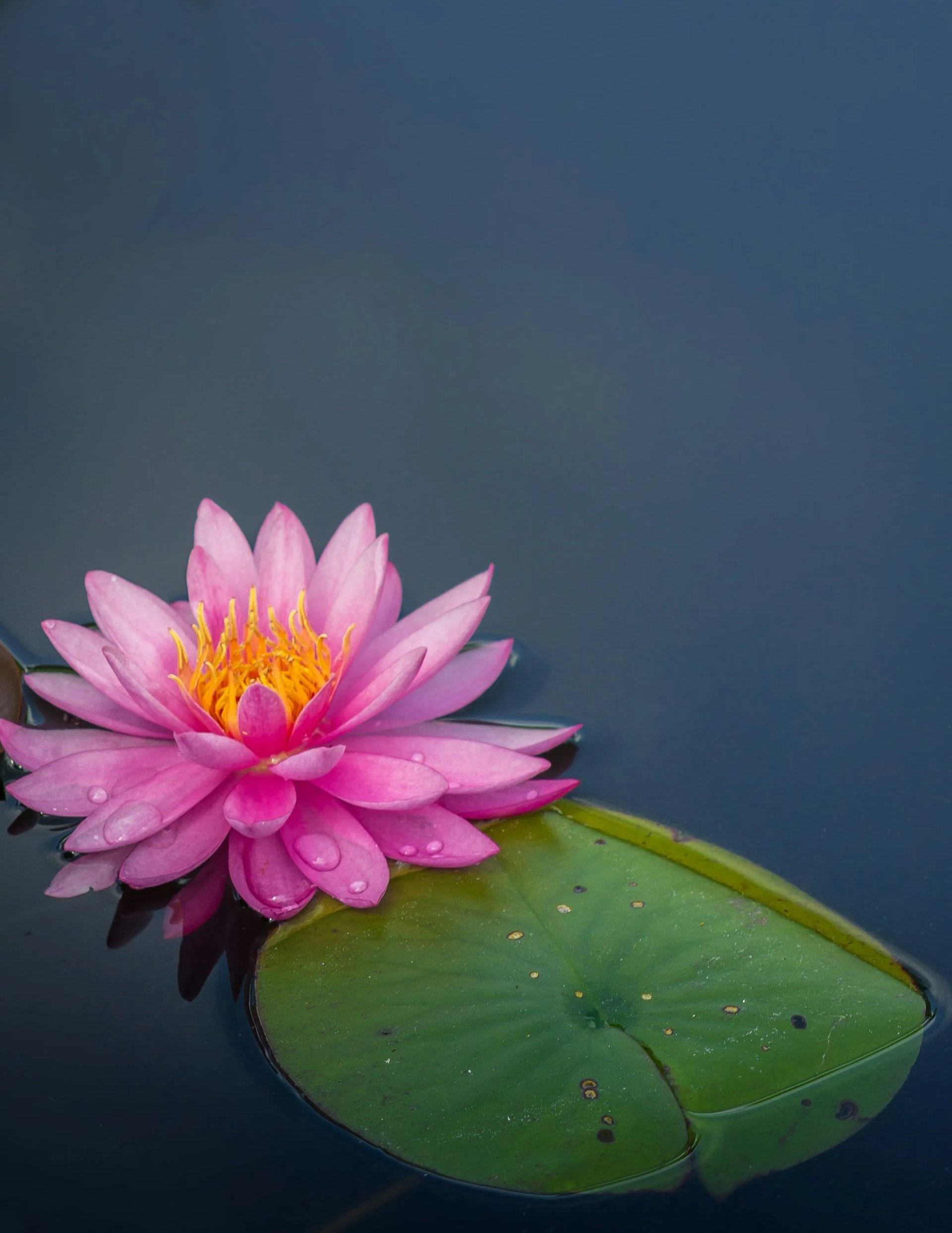 Lotus flower in pond, symbolizing body scan meditation for mindfulness and stress release.