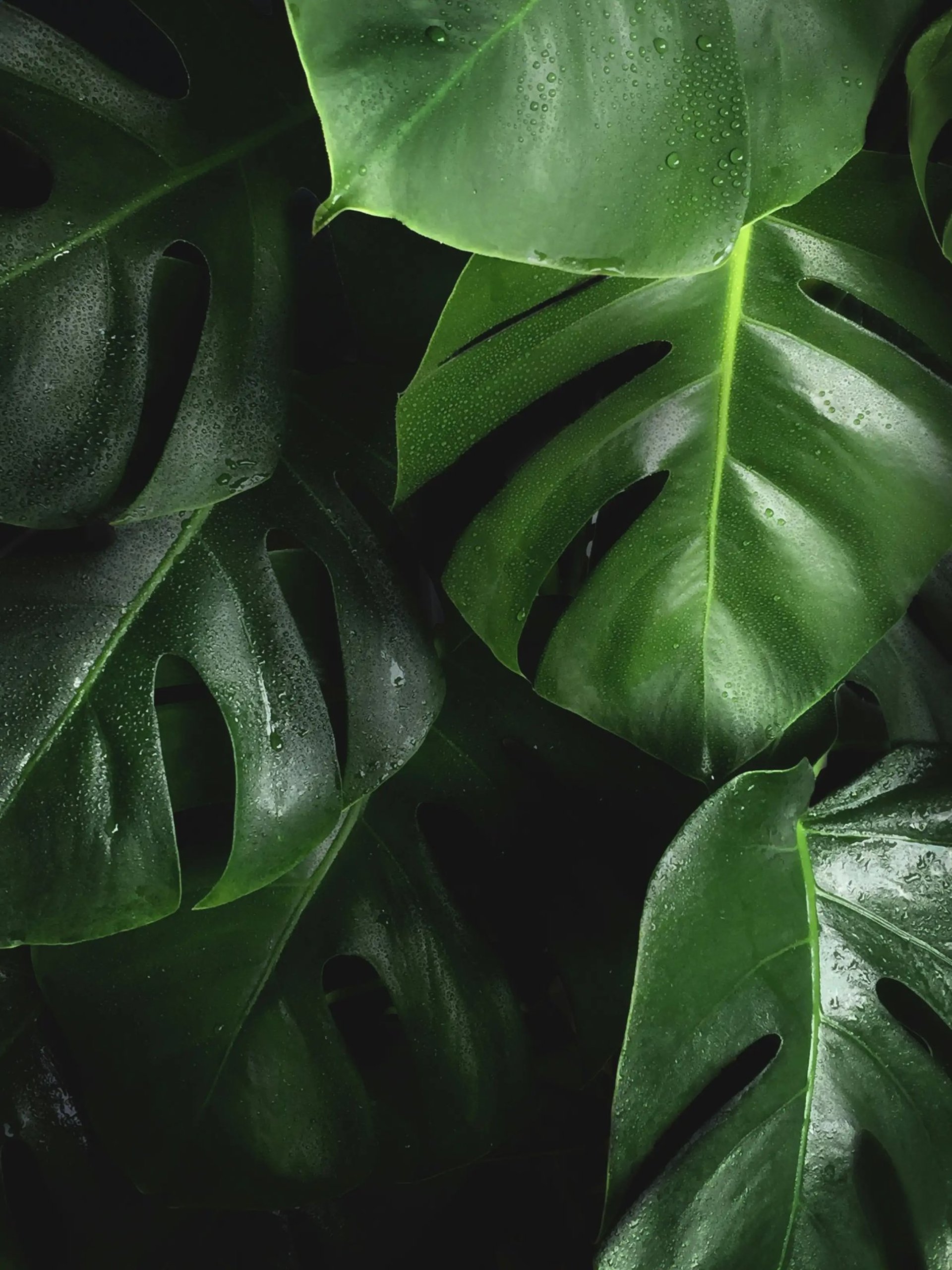 Close-up of tropical leaves with raindrops, symbolizing calm and psychological counseling