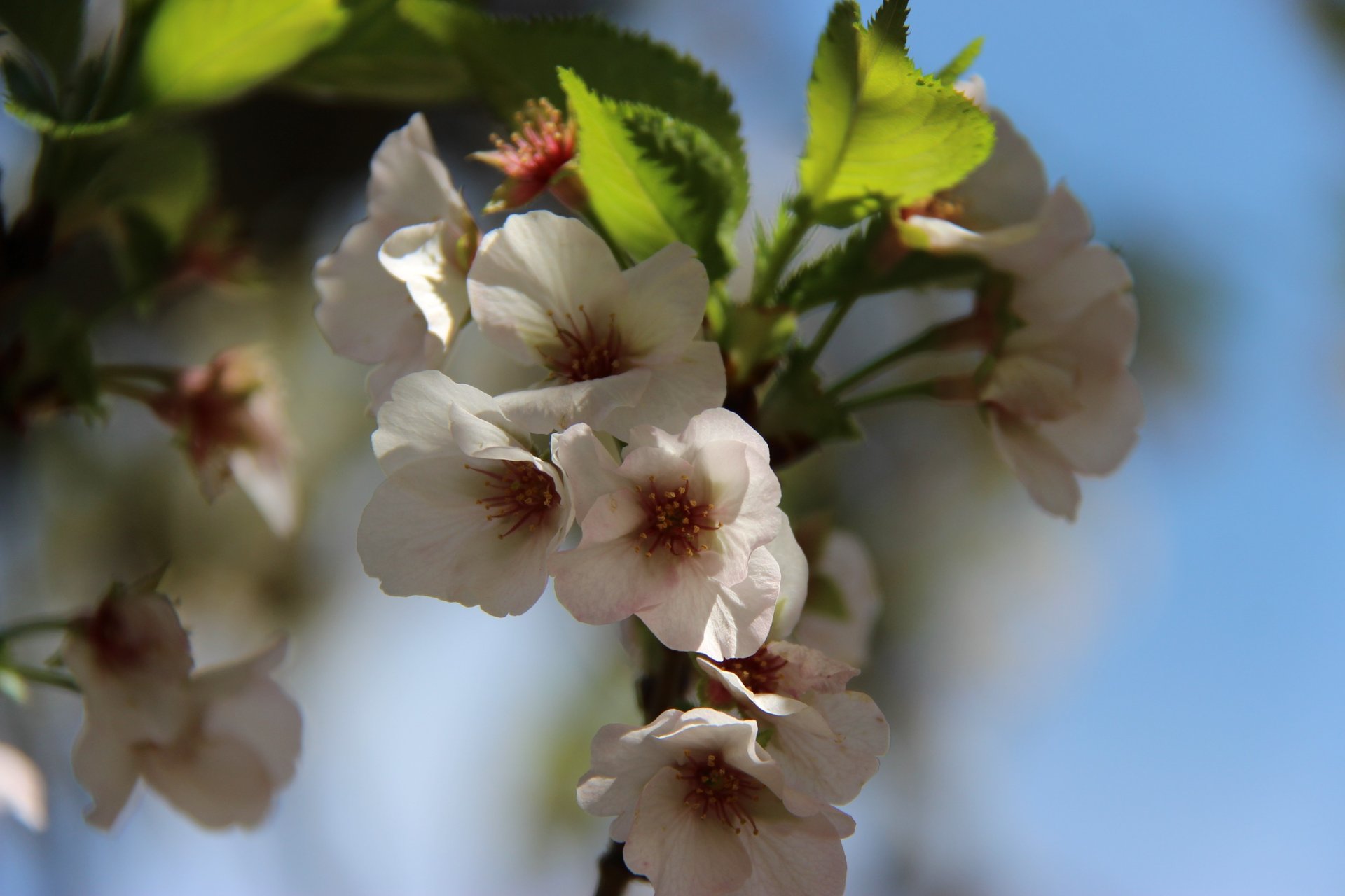 white fur on white surface
