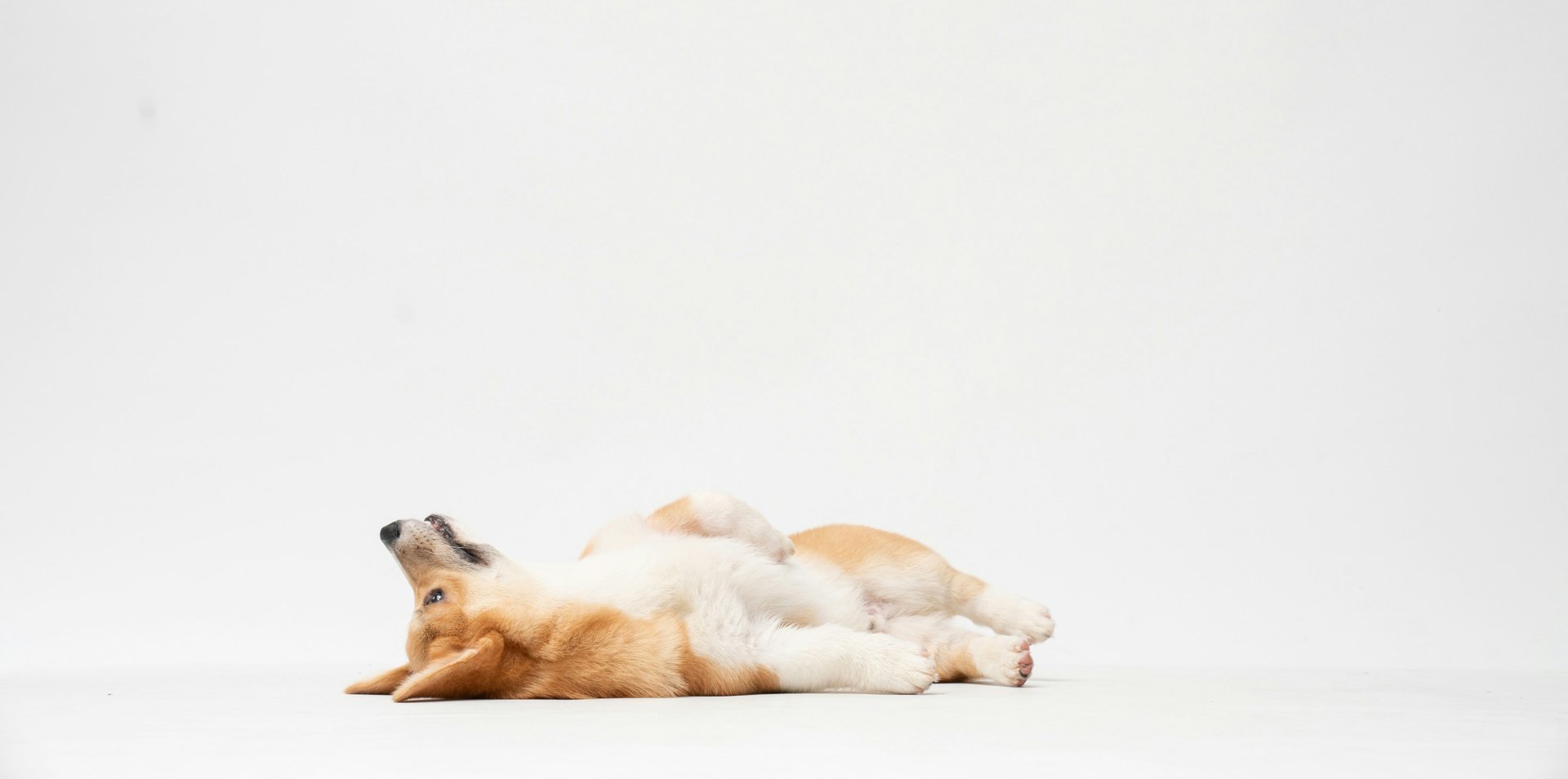 white short coated dog lying on white textile