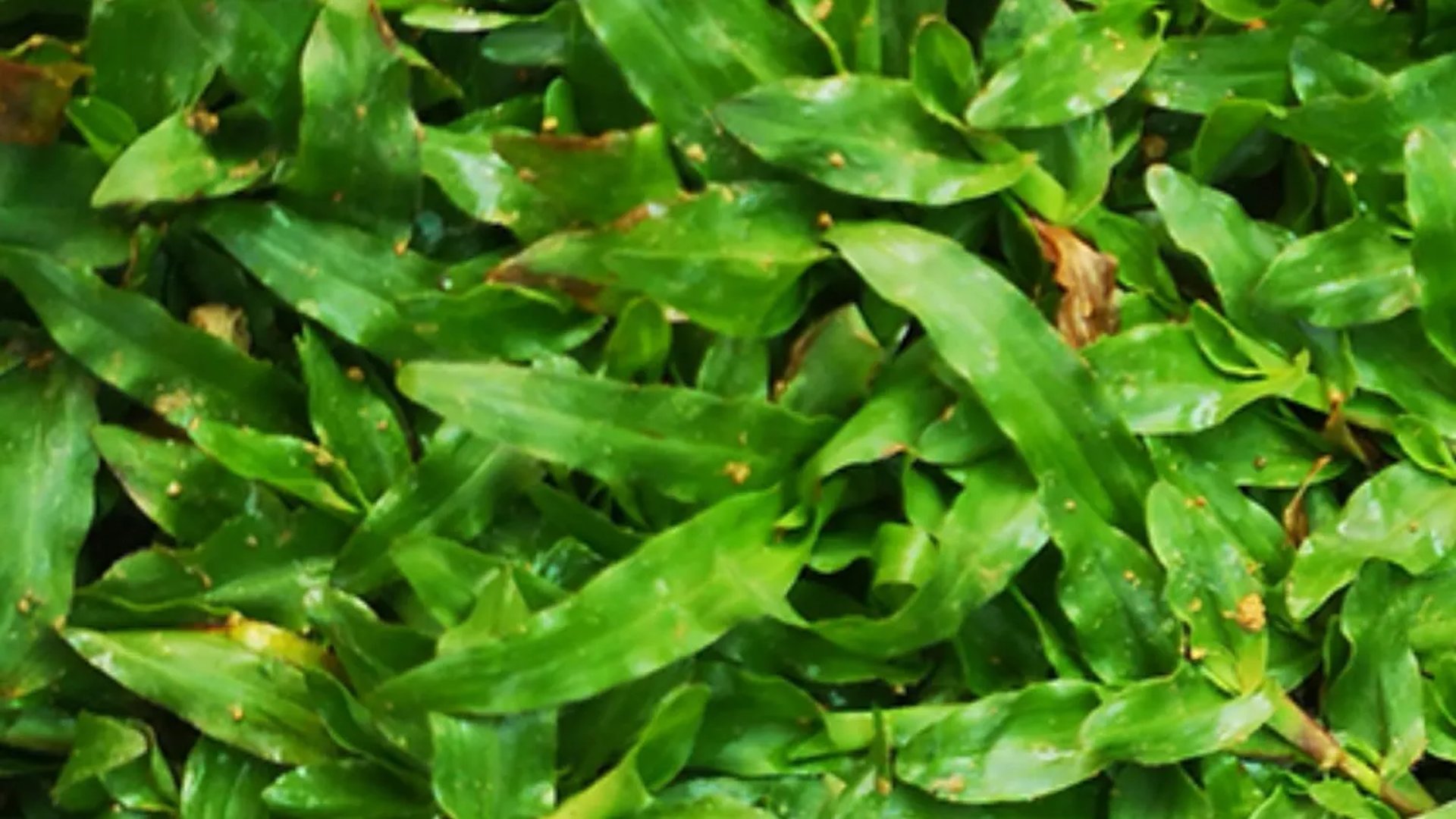 A close-up of a perfectly manicured Pearl Grass lawn, highlighting its fine texture 16 * 9