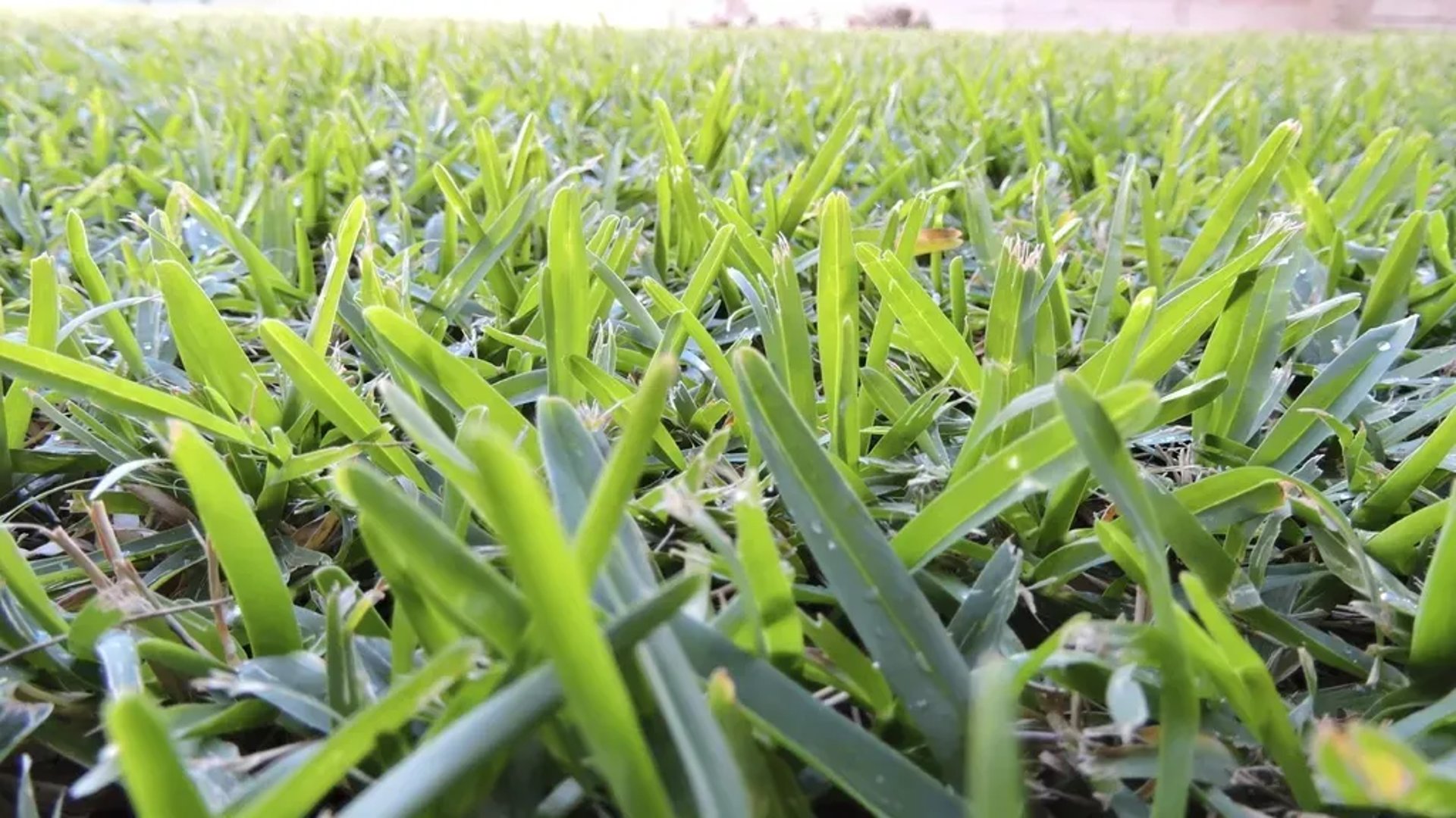A durable, drought-tolerant Buffalo Grass lawn 16 * 9