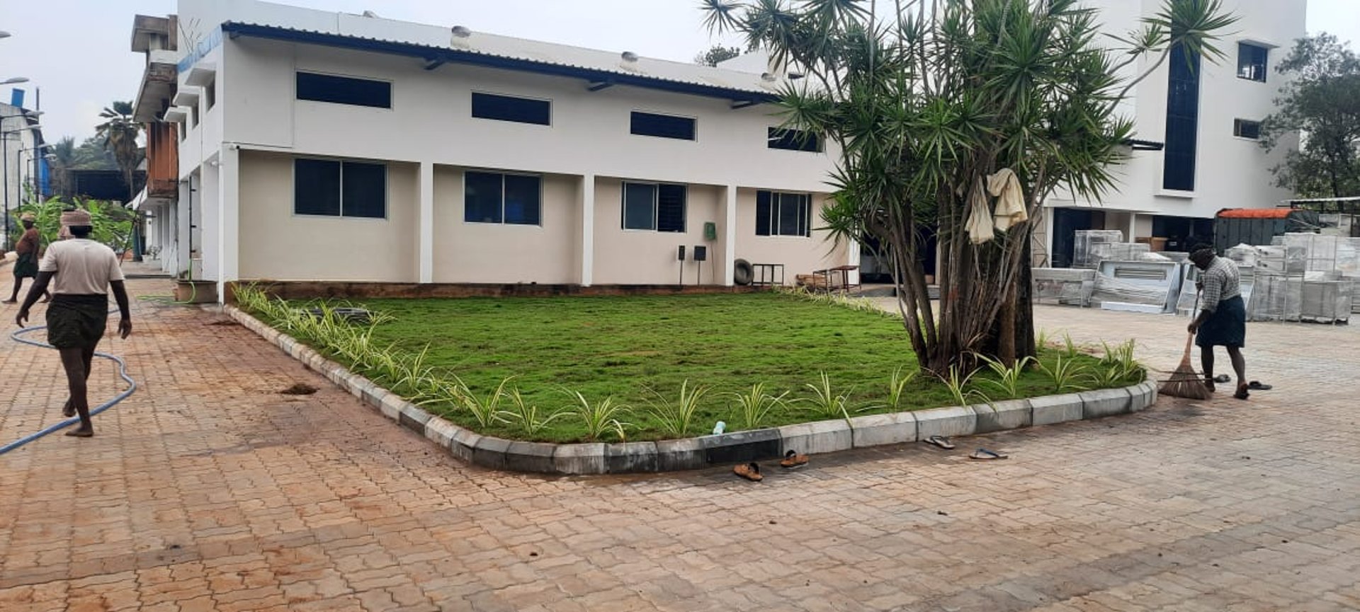 A lush vibrant mexican grass lawn at commercial office by FM Landscaping
