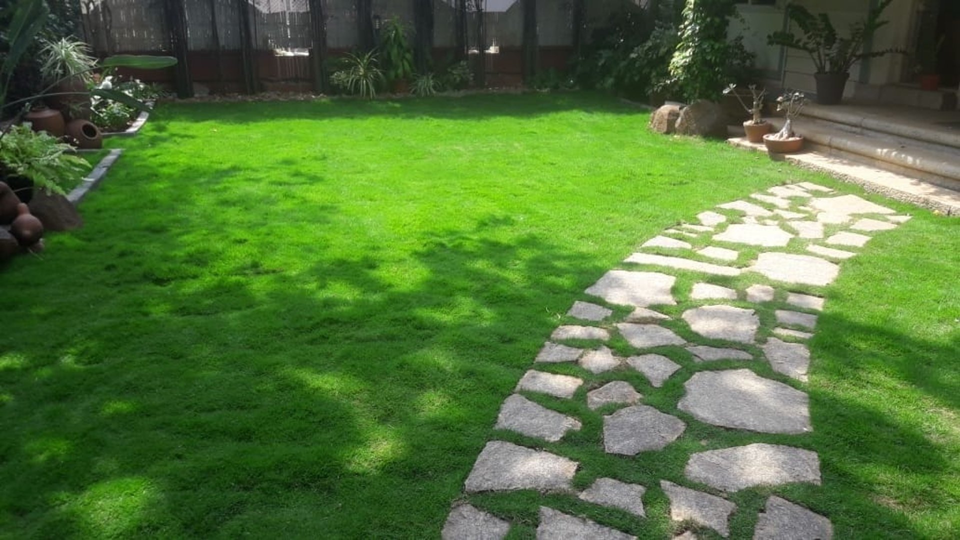 A lush vibrant mexican grass lawn at residential backyard in bangalore by FM Landscaping