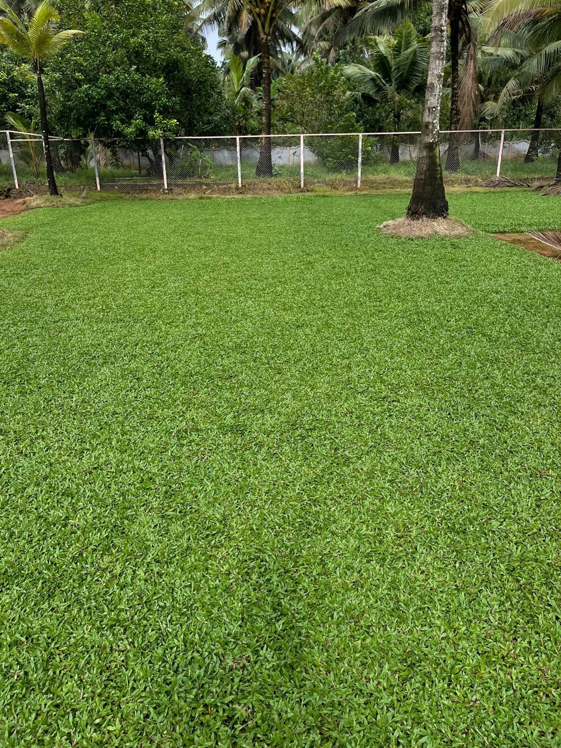 Beautiful Pearl Grass lawn installed by FM Landscaping in a shaded Garden in Bangalore