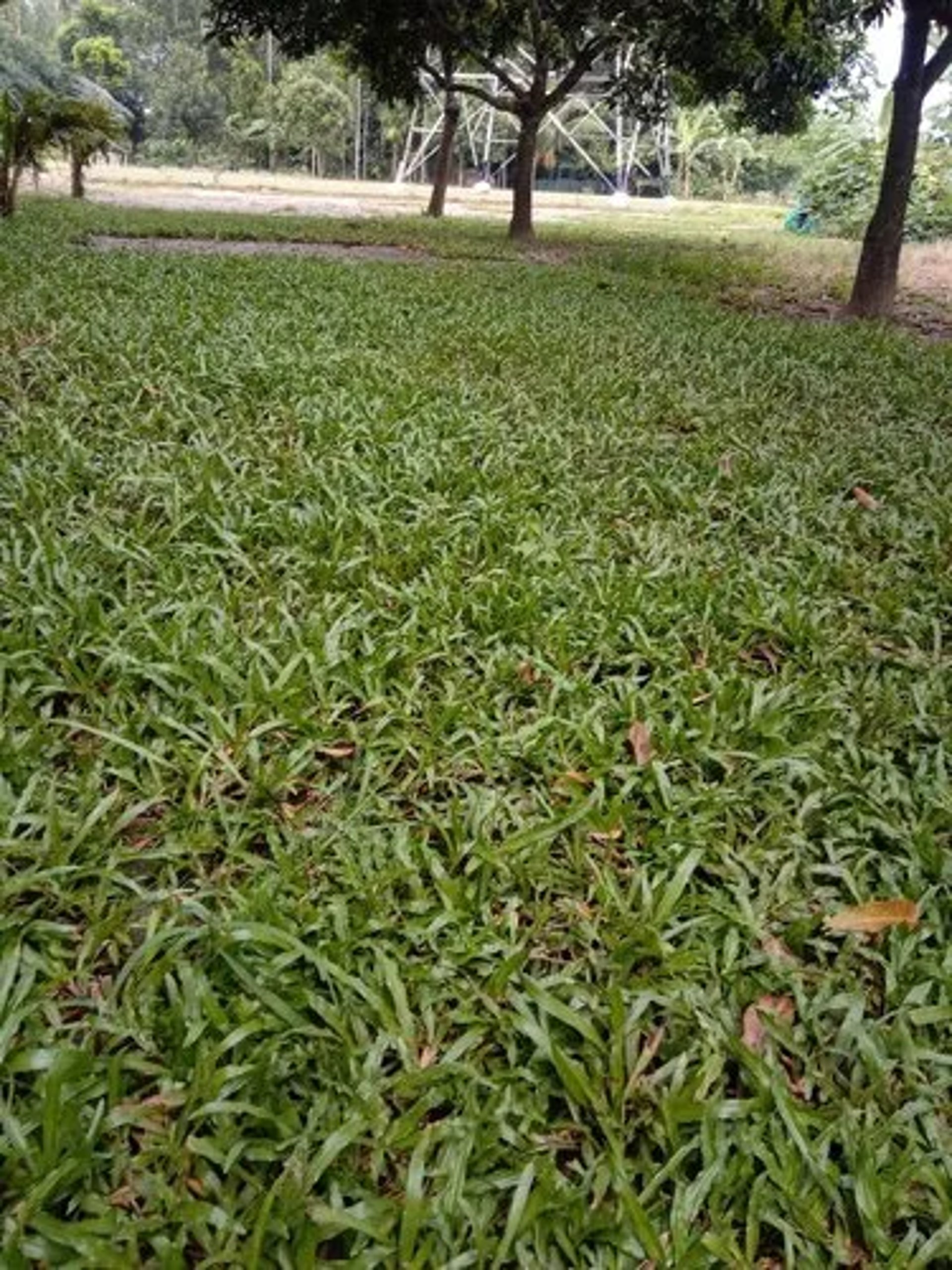 durable, drought-tolerant Buffalo Grass lawn by FM Landscaping 1