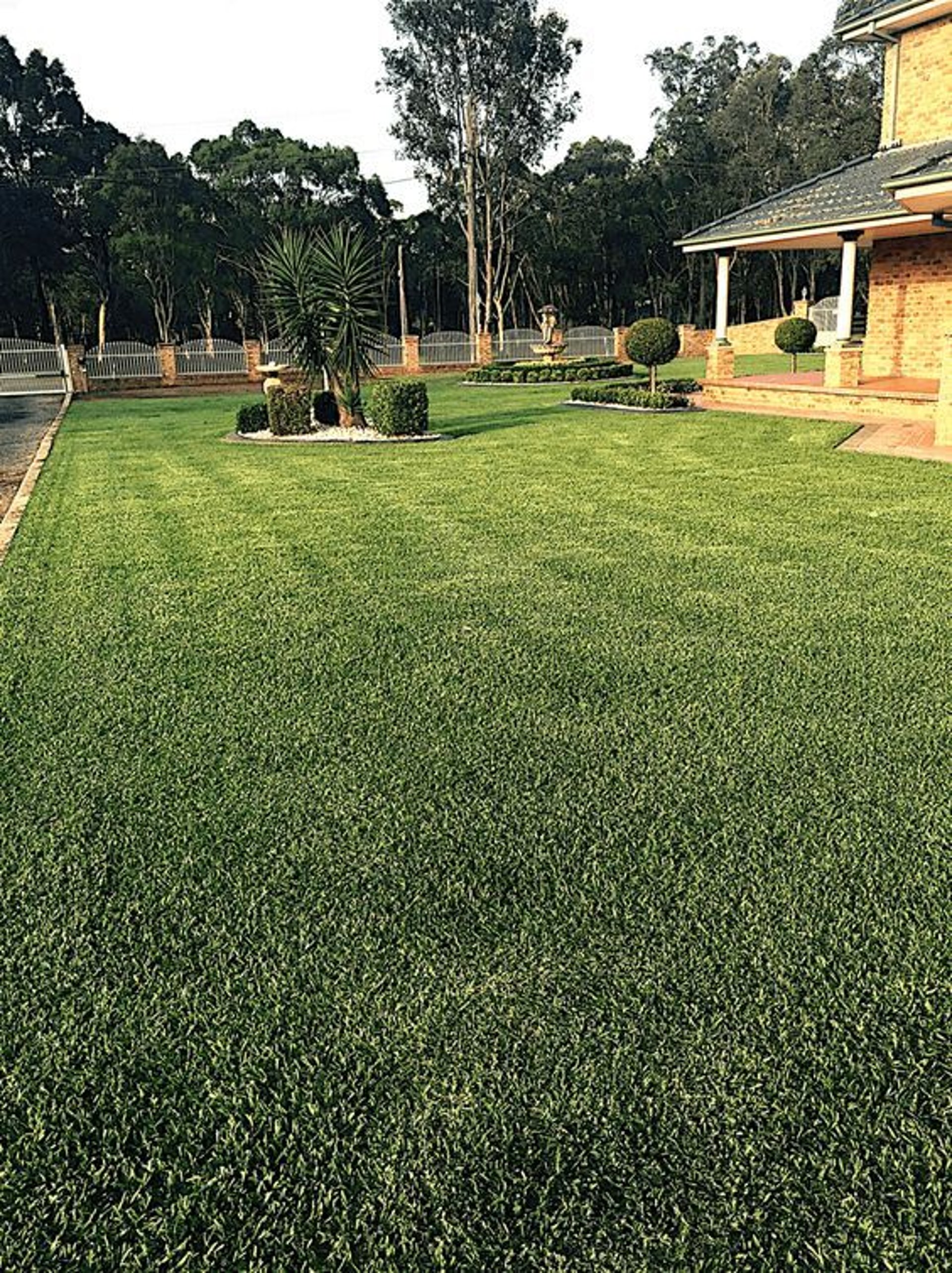 durable, drought-tolerant Buffalo Grass lawn by FM Landscaping