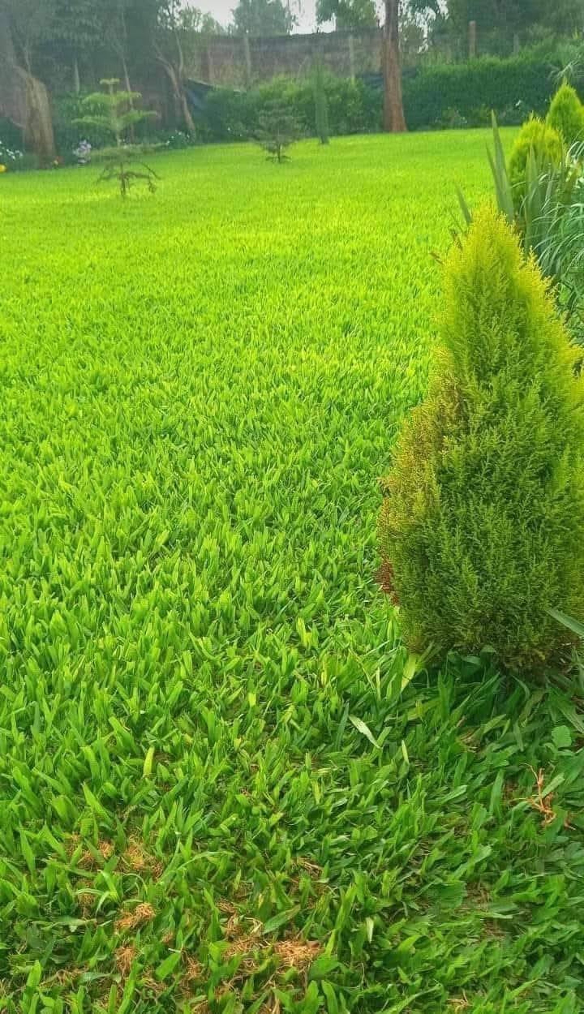 durable, drought-tolerant Buffalo Grass lawn installed by FM Landscaping 1