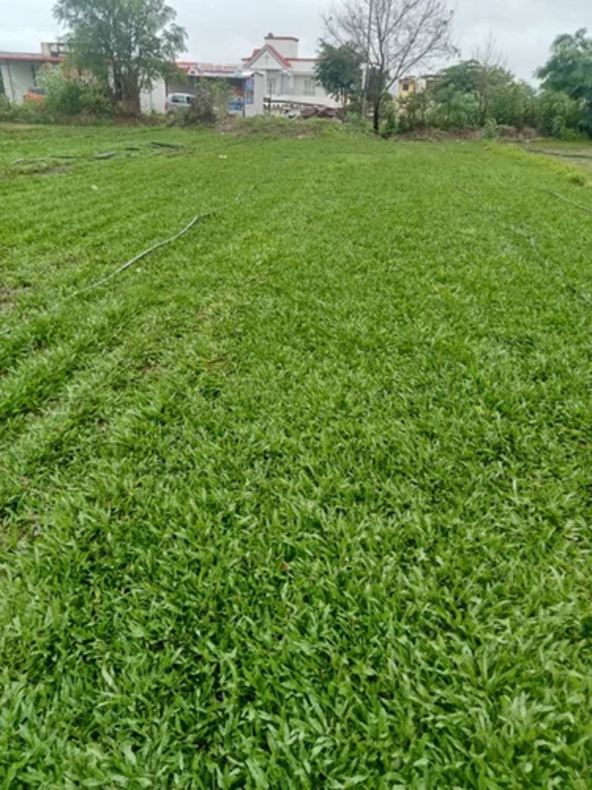 durable, drought-tolerant Buffalo Grass lawn installed by FM Landscaping 3