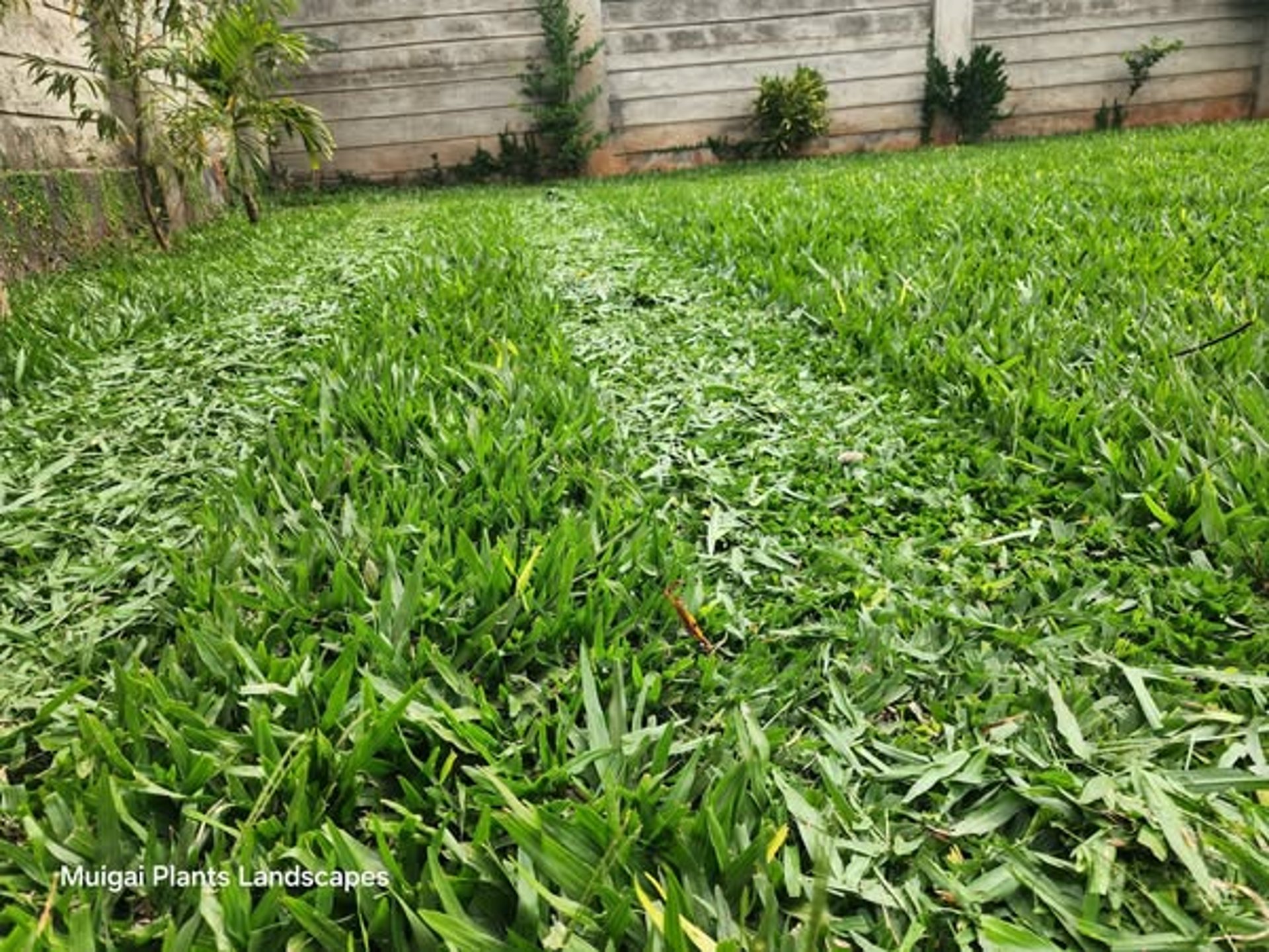 durable, drought-tolerant Buffalo Grass lawn installed by FM Landscaping