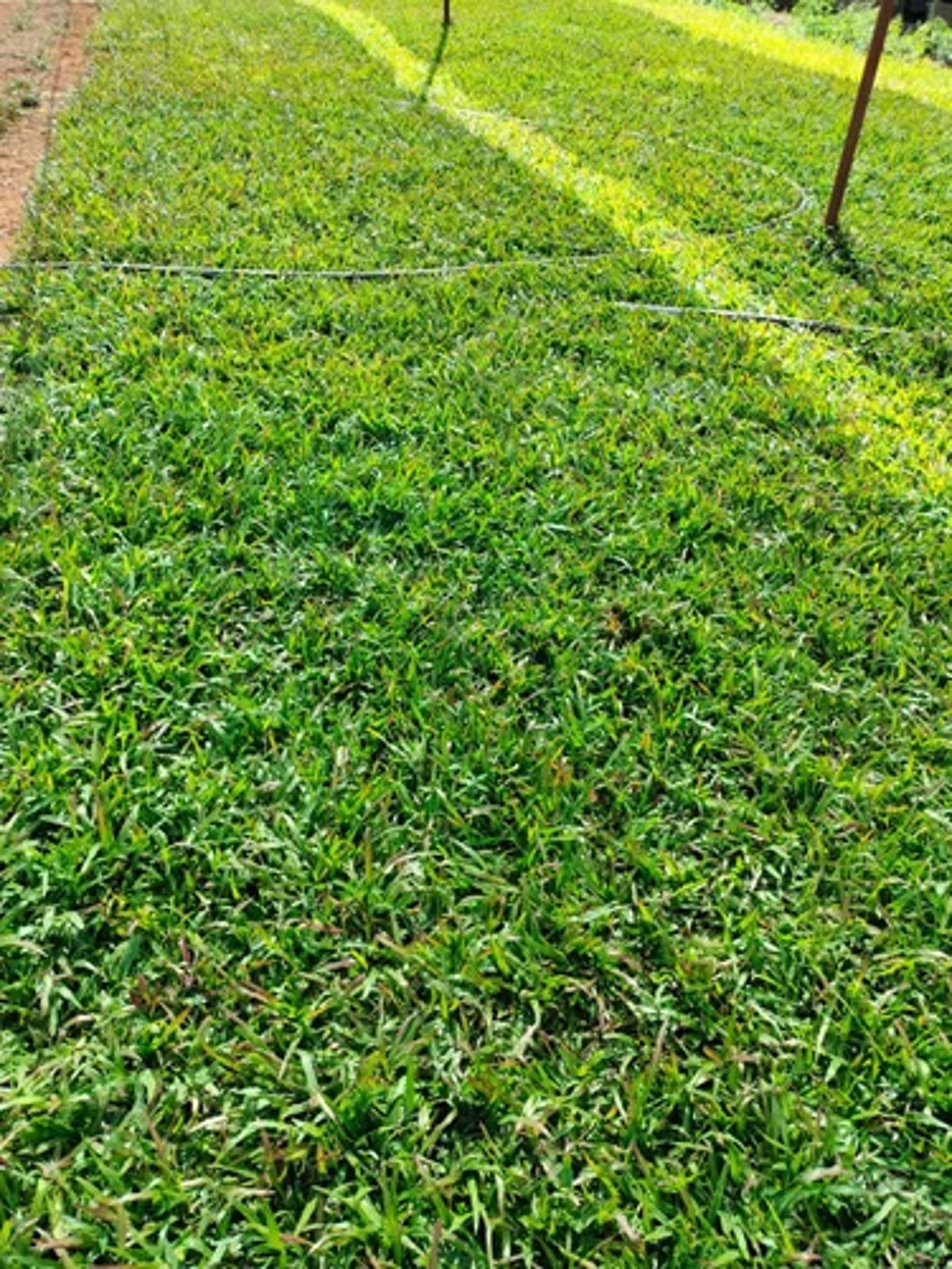 FM Landscaping buffalo grass farm