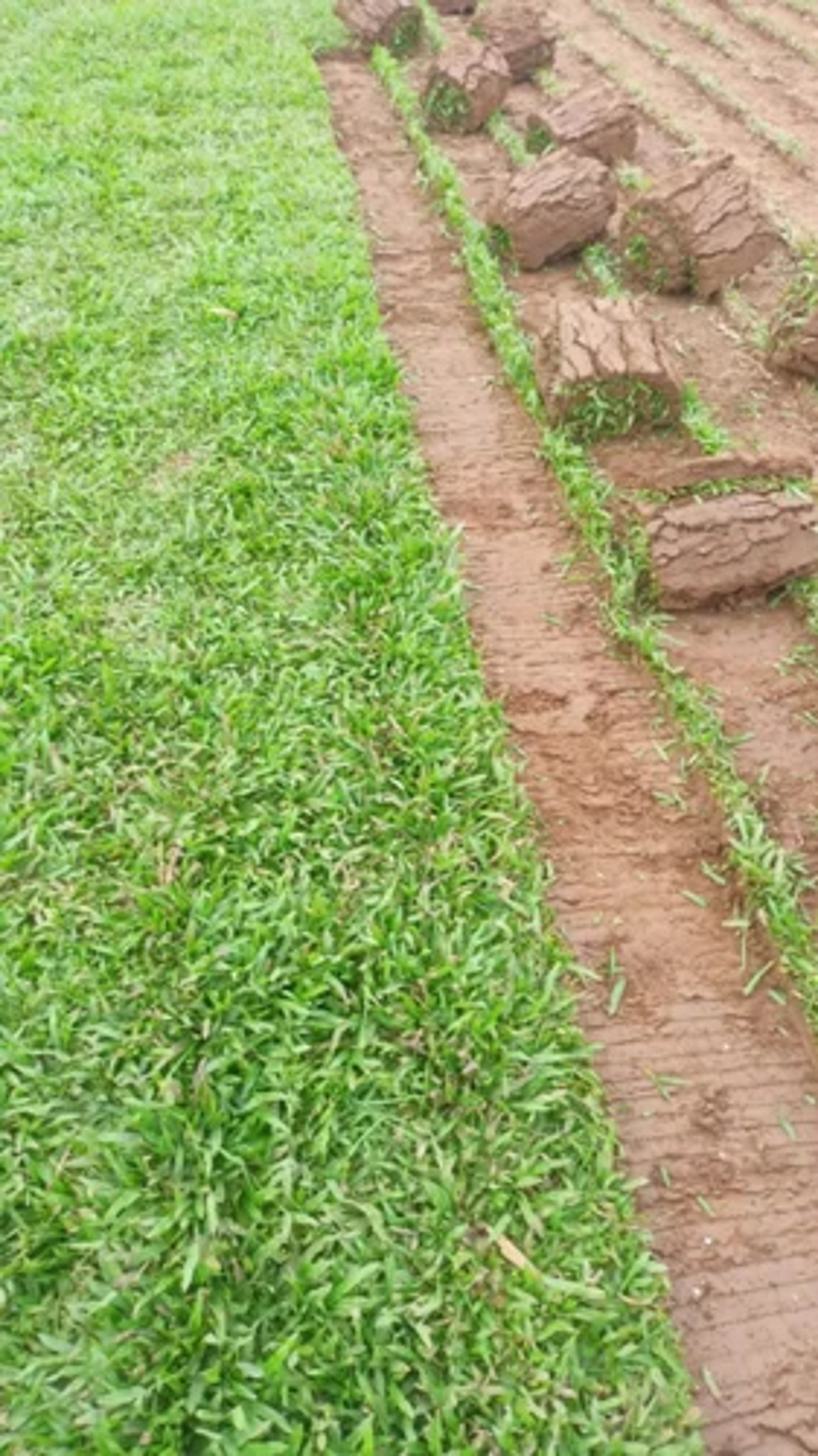 FM Landscaping buffalo grass mats