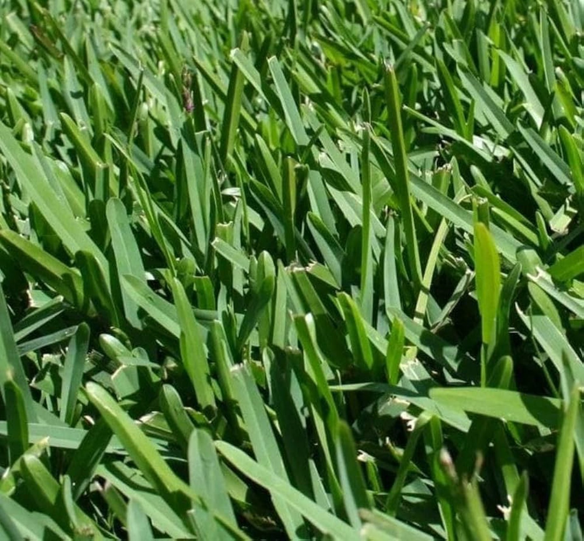 FM Landscaping buffalo grass quality