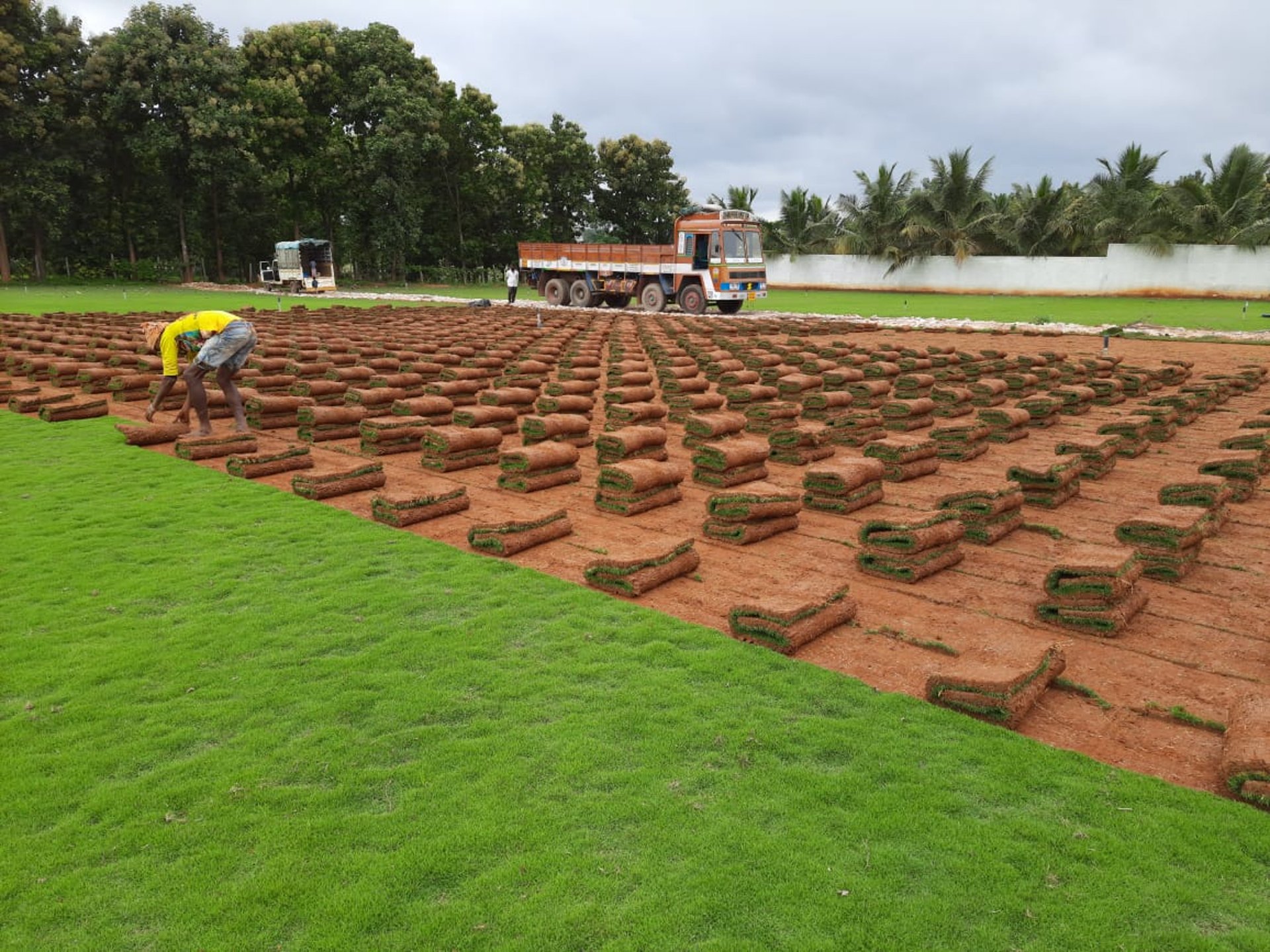 FM Landscaping mexican grass farm 1