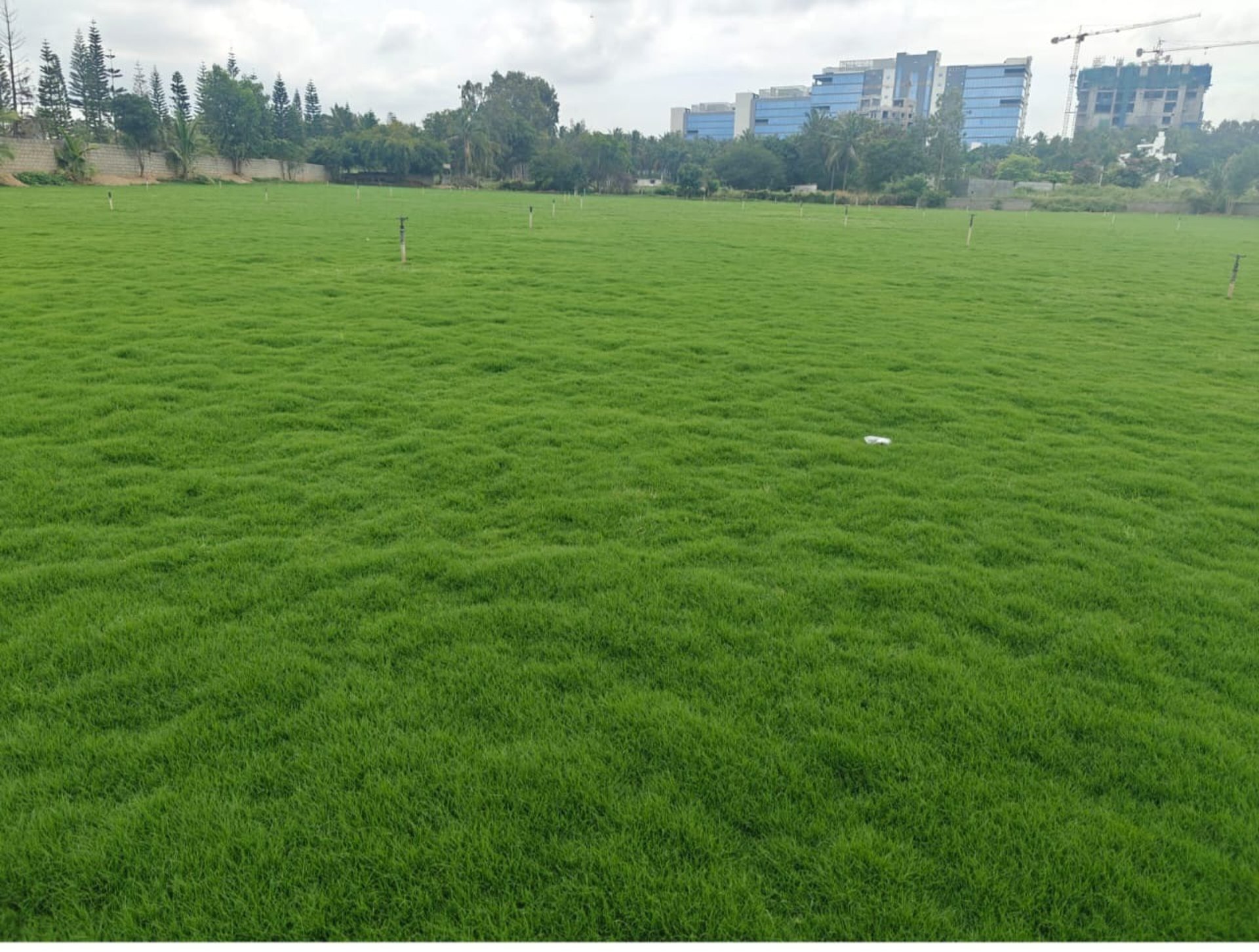 FM Landscaping mexican grass farm 2