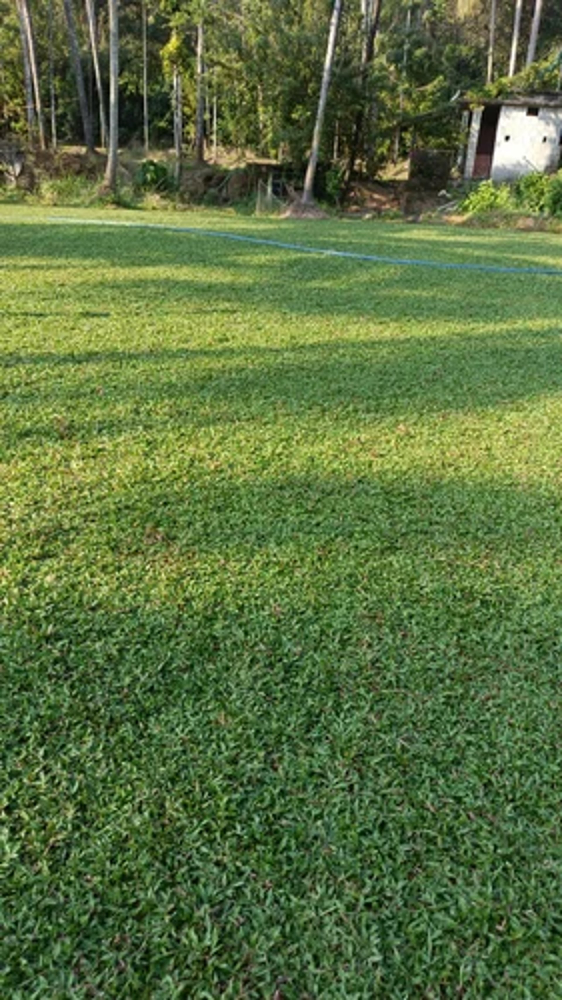 FM Landscaping Pearl Grass farm in Bangalore