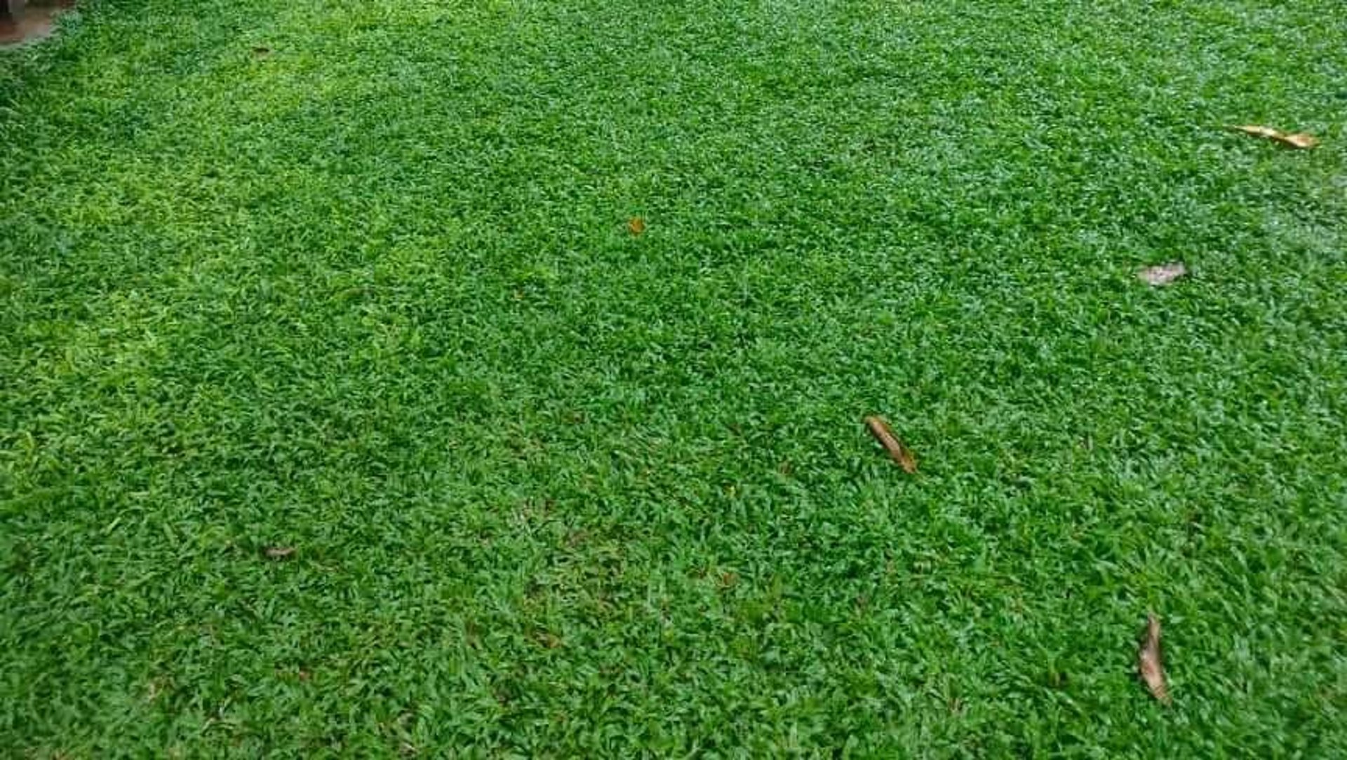 FM Landscaping Pearl Grass Qaulity